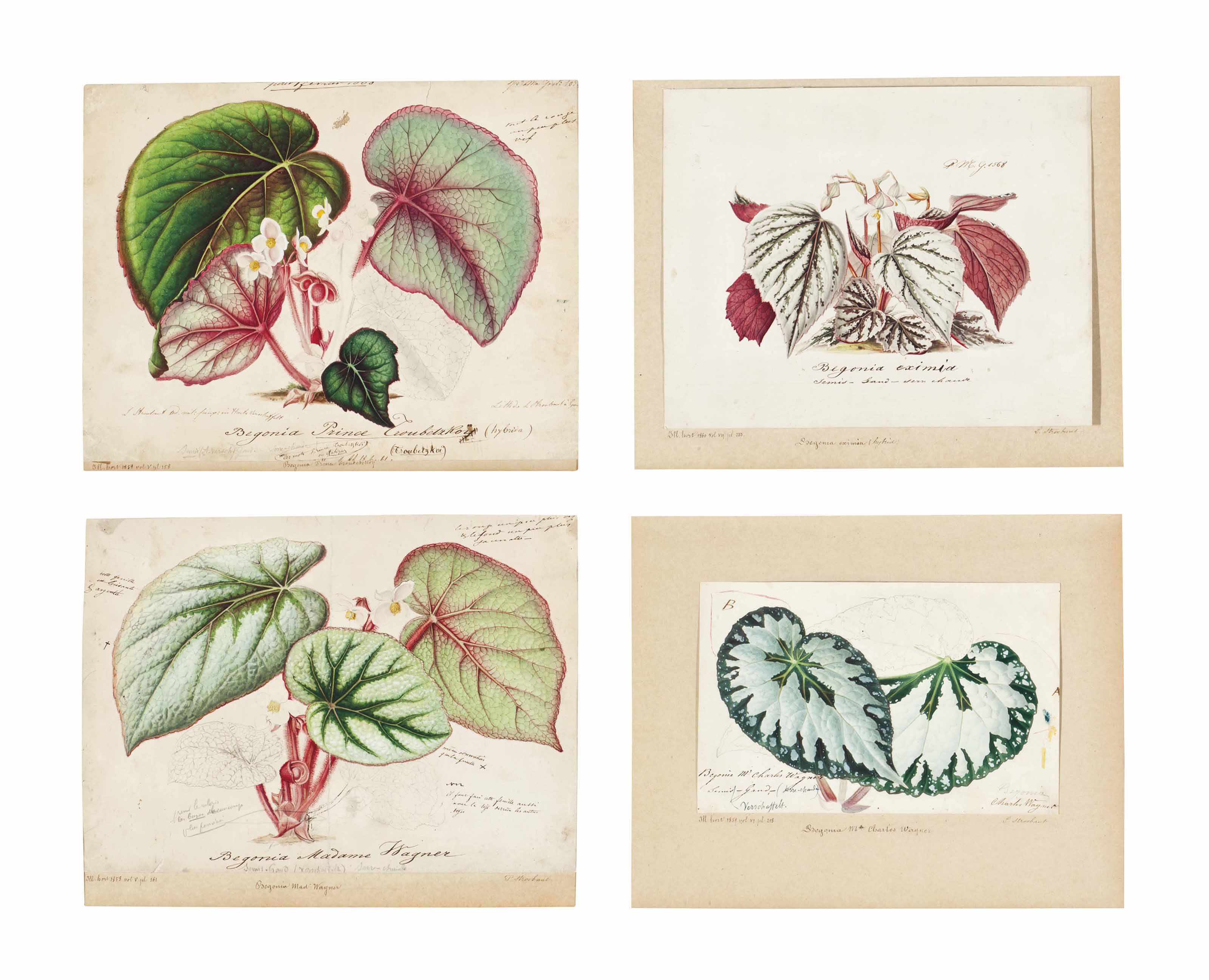 Charles Wagner And P Stroobant Active 19th Century Studies Of Begonia Four Works Drawings Watercolors Watercolor Christie S James charles revealed what went on behind the scenes of that tati westbrook drama for the first time. christie s