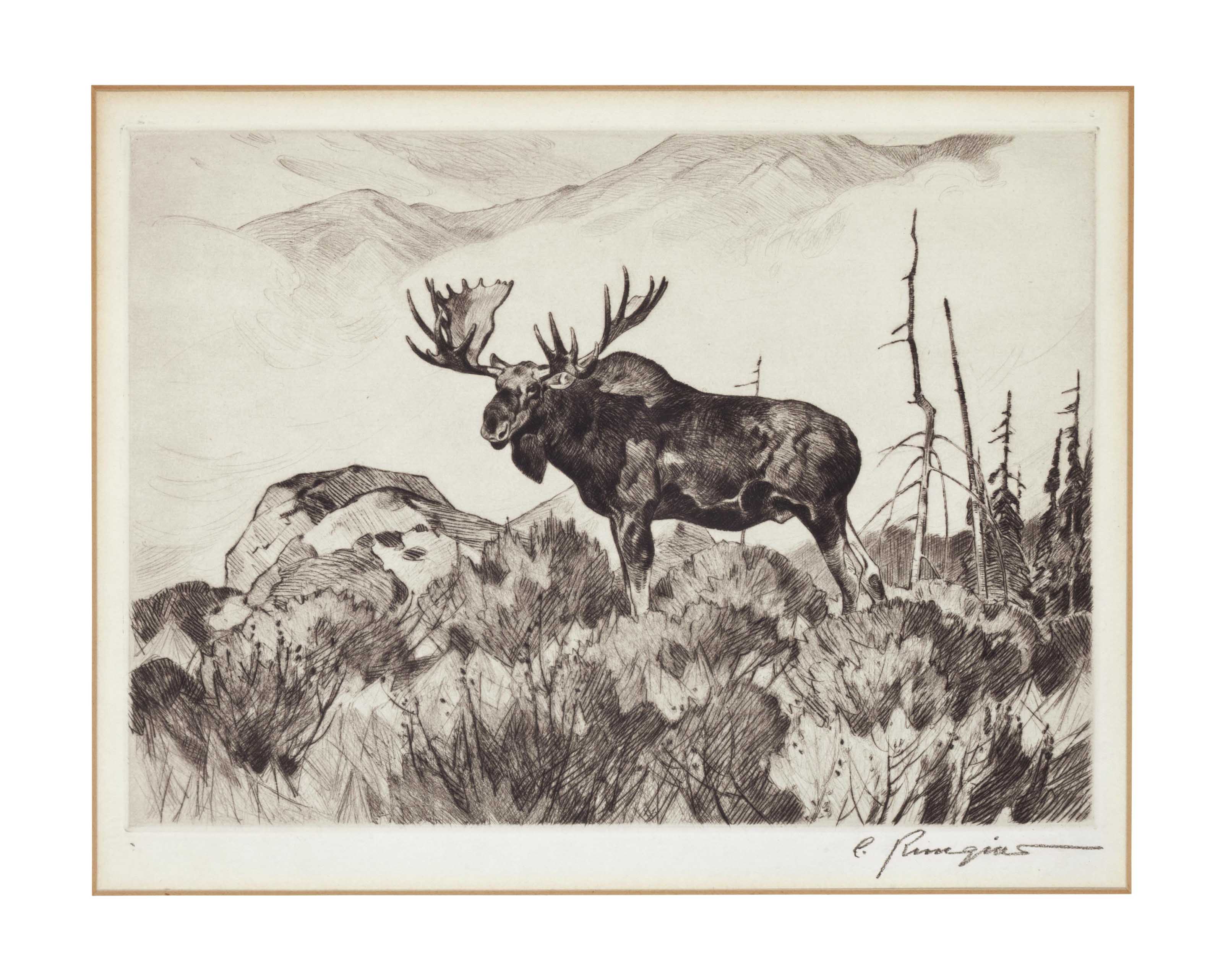Carl Rungius (1869-1959)