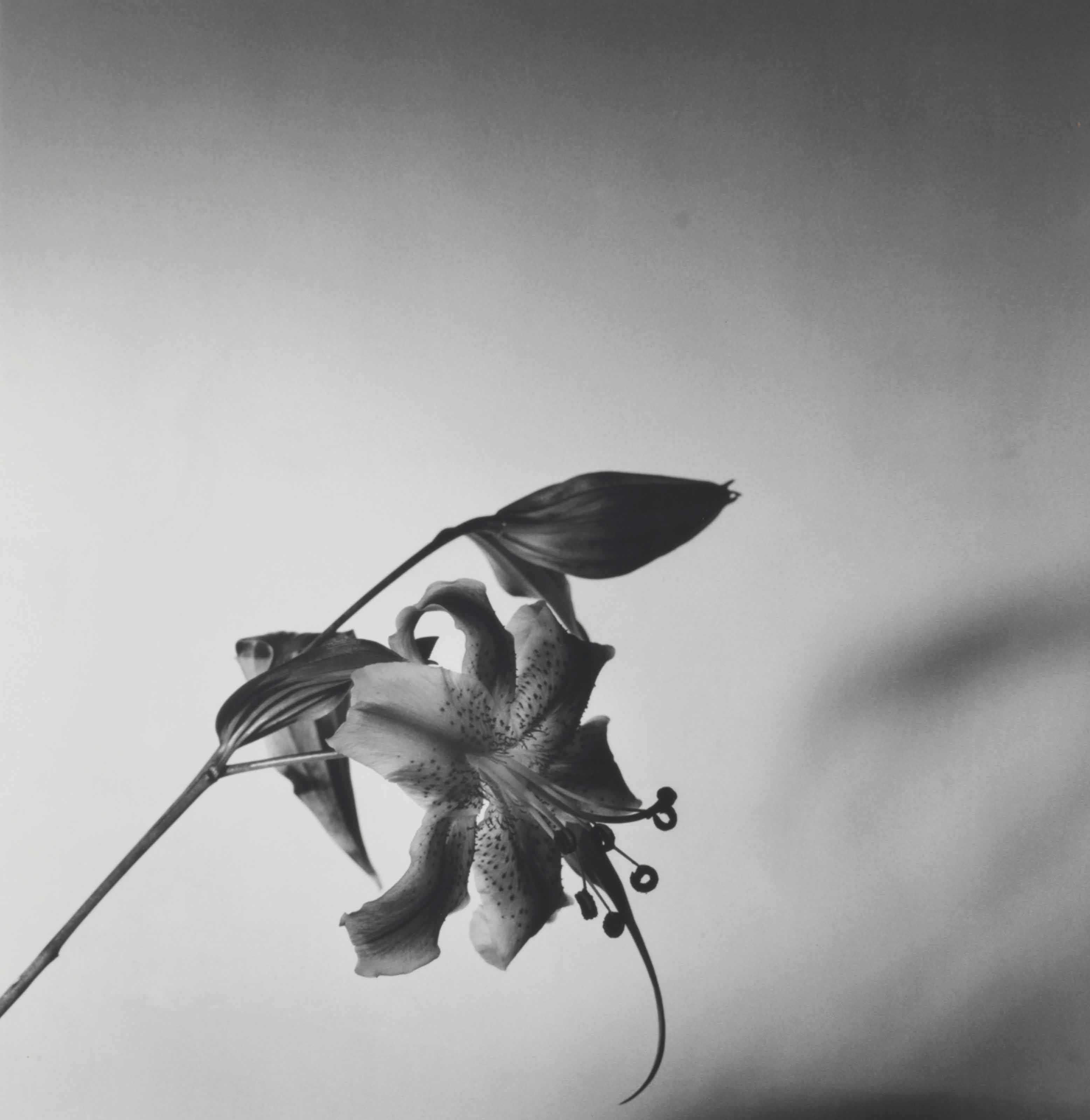 【希少】Pistils Robert Mapplethorpe 写真集 Robert Mapplethorpe, Calla Lilies, 1983 / 2003 | Guy Hepner