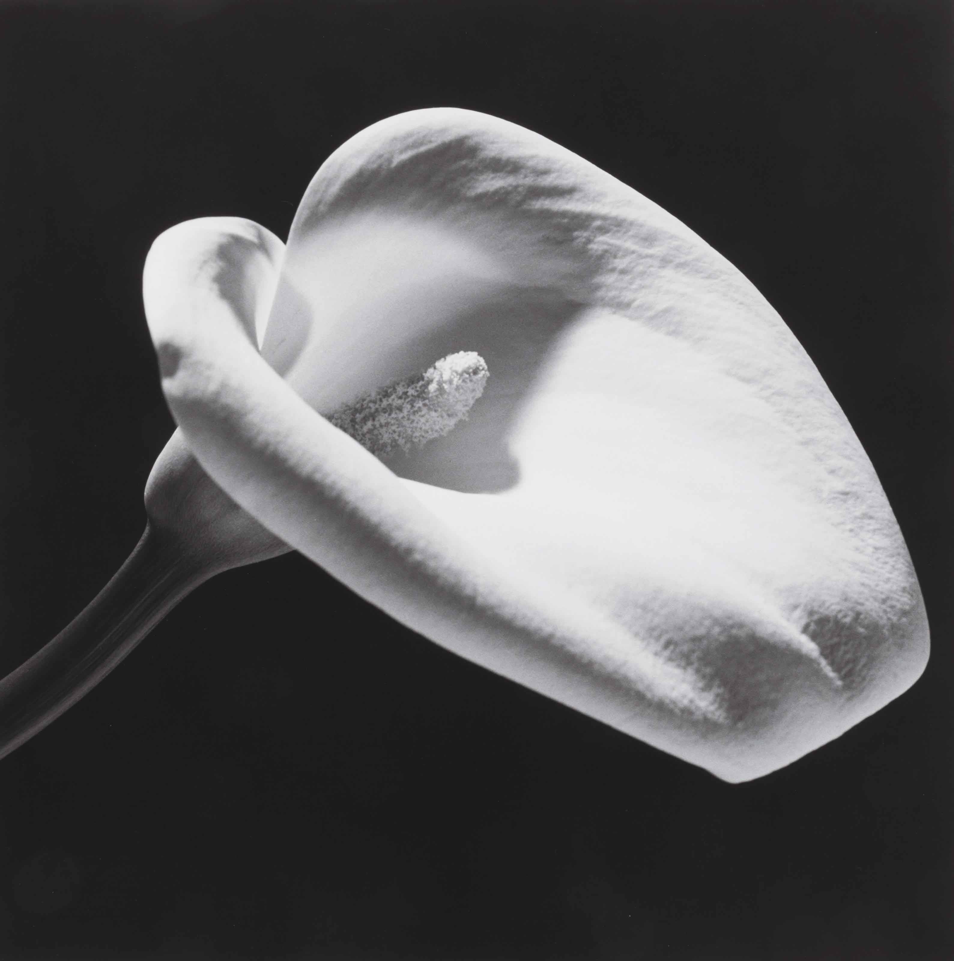 Robert Mapplethorpe (19461989) , Calla Lily, 1984