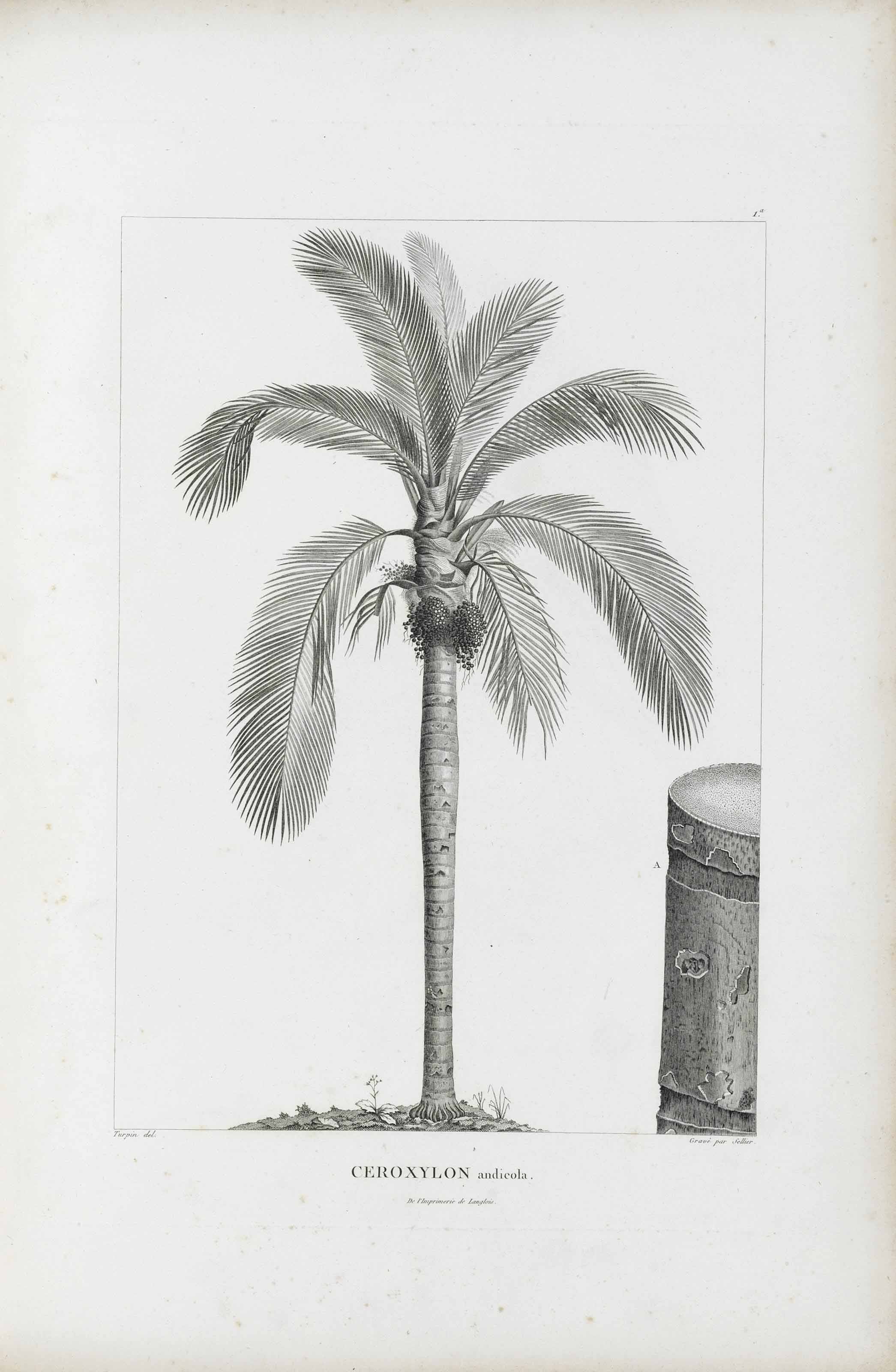 Ceroxylon Andicola Palm Print by Sellier