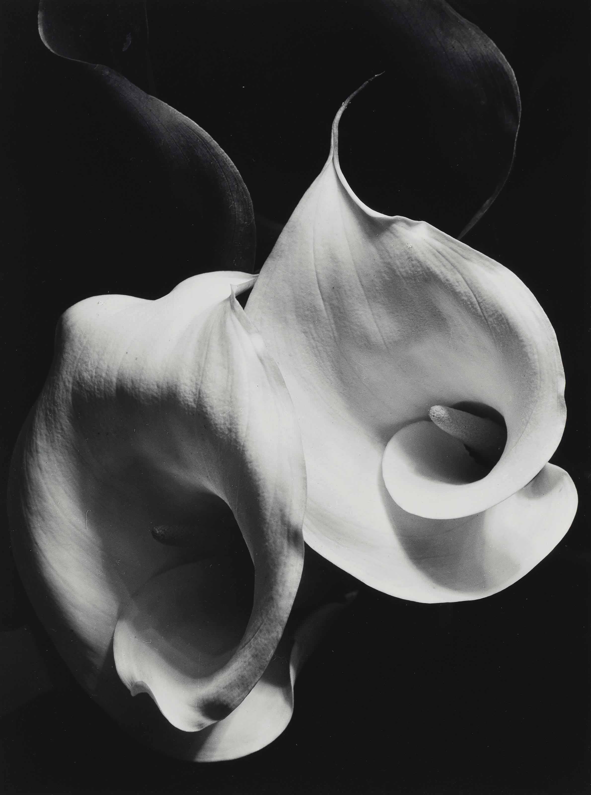 Imogen Cunningham (1883-1976) | Two Callas, c. 1929 | Photographs, Americas  | Christie's
