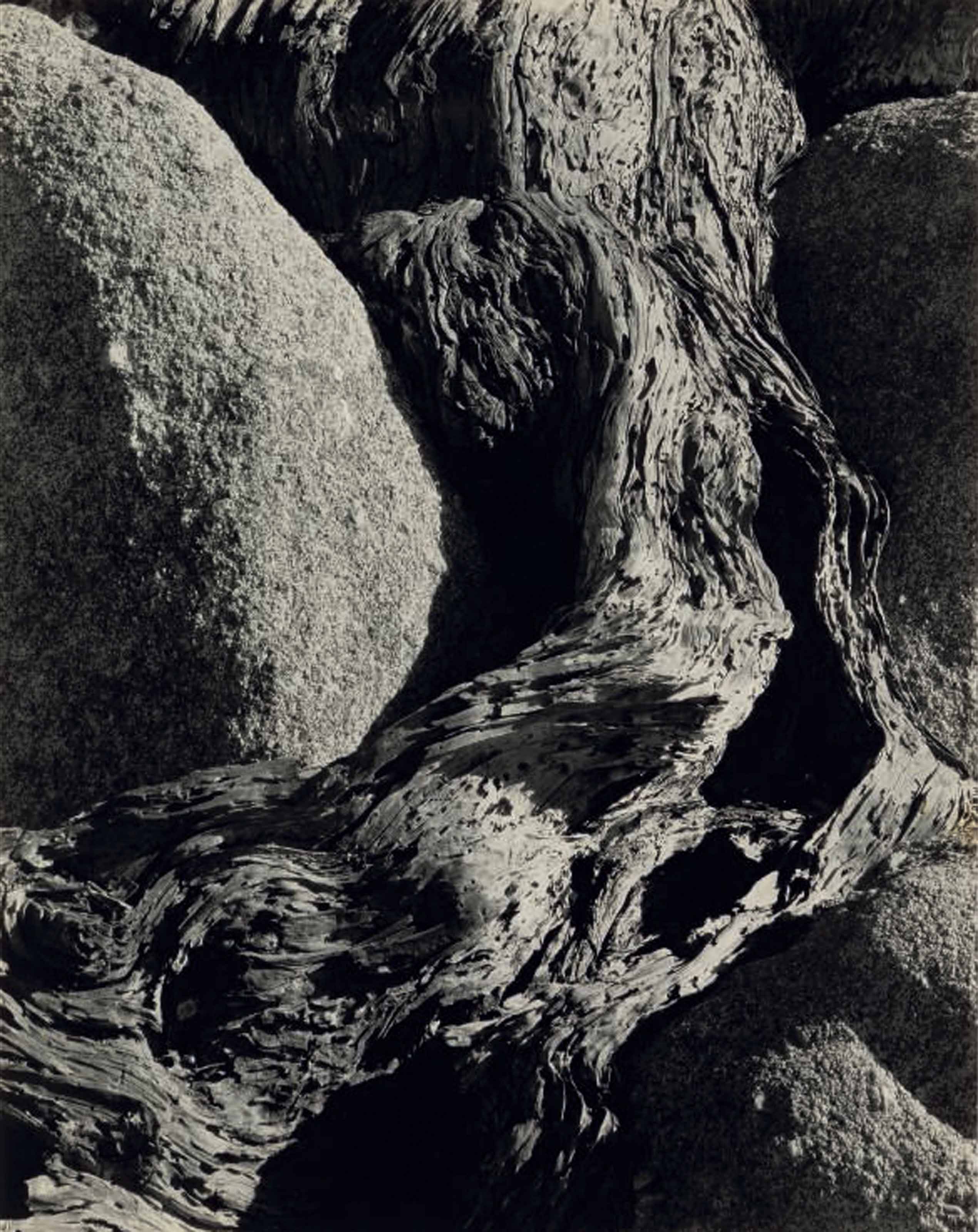 WESTON’S WESTONS　Edward Weston Edward Weston's Cabbages - For Sale on Artsy