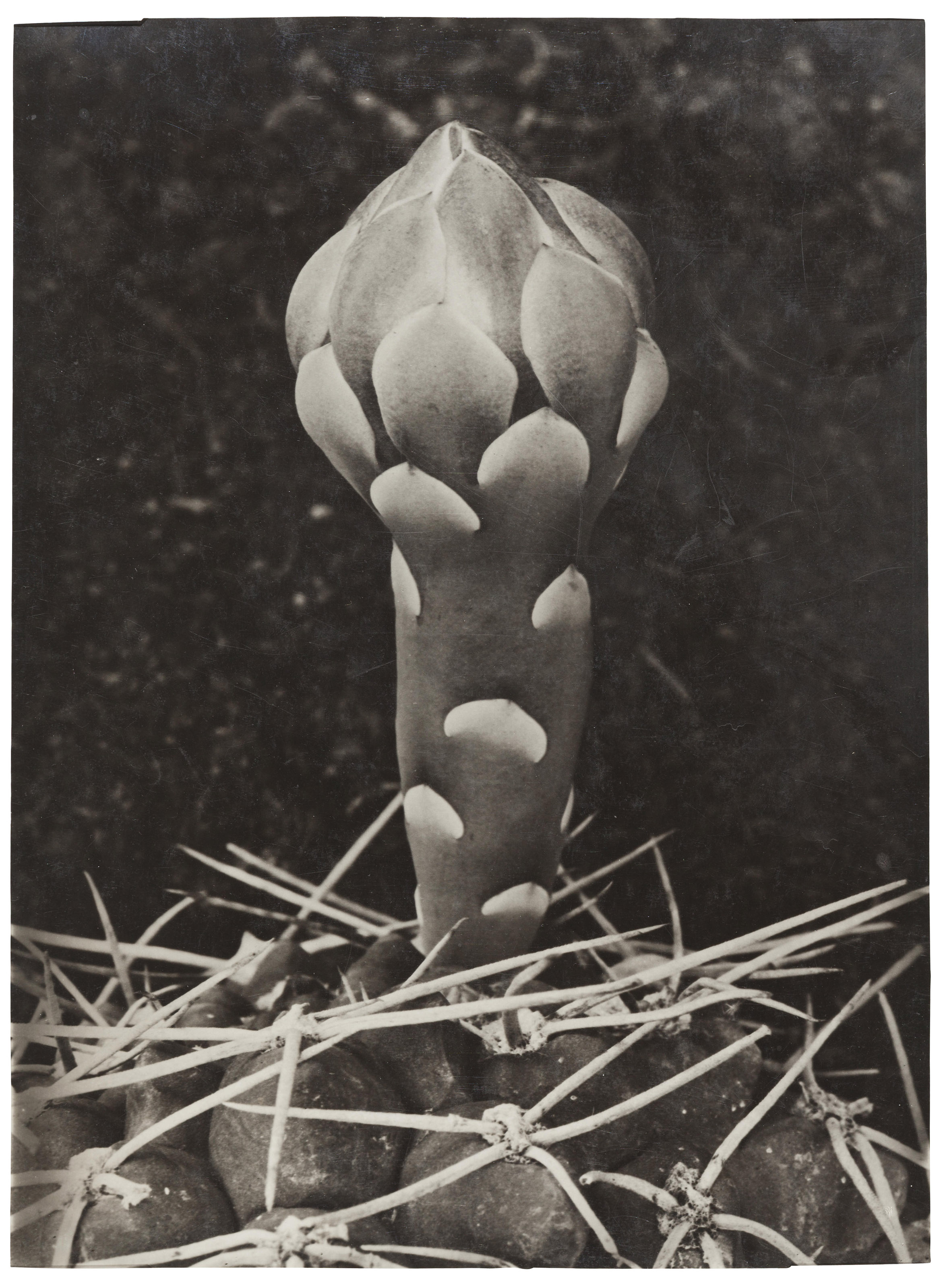 ALBERT RENGER-PATZSCH (18971966), Gymnocalycium sutterianum, c. 1924 |  Christie's