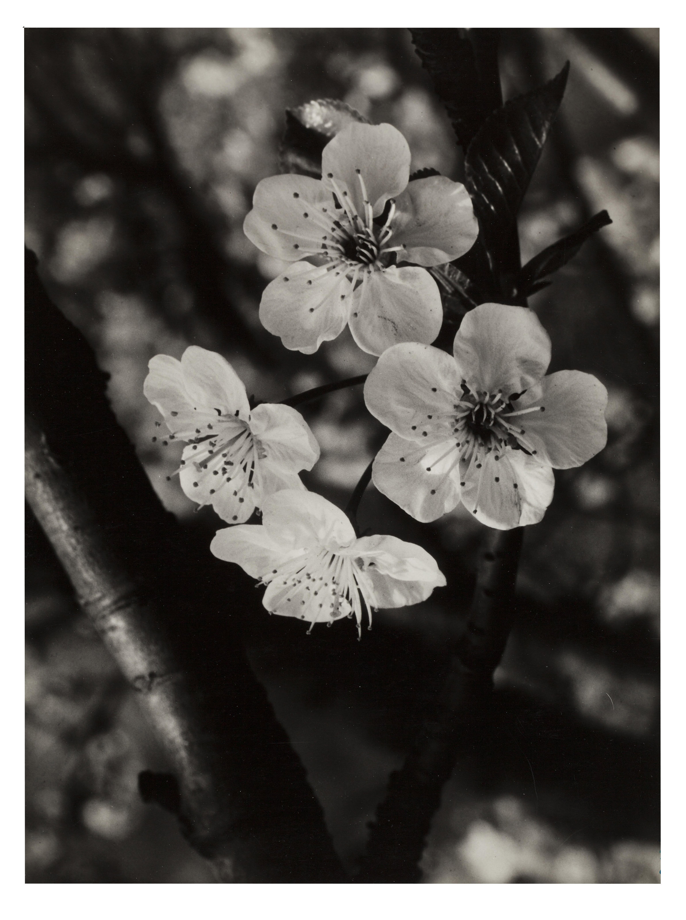 JOSEF SUDEK (1896–1976), Spring blooms, for Panorama, 1937