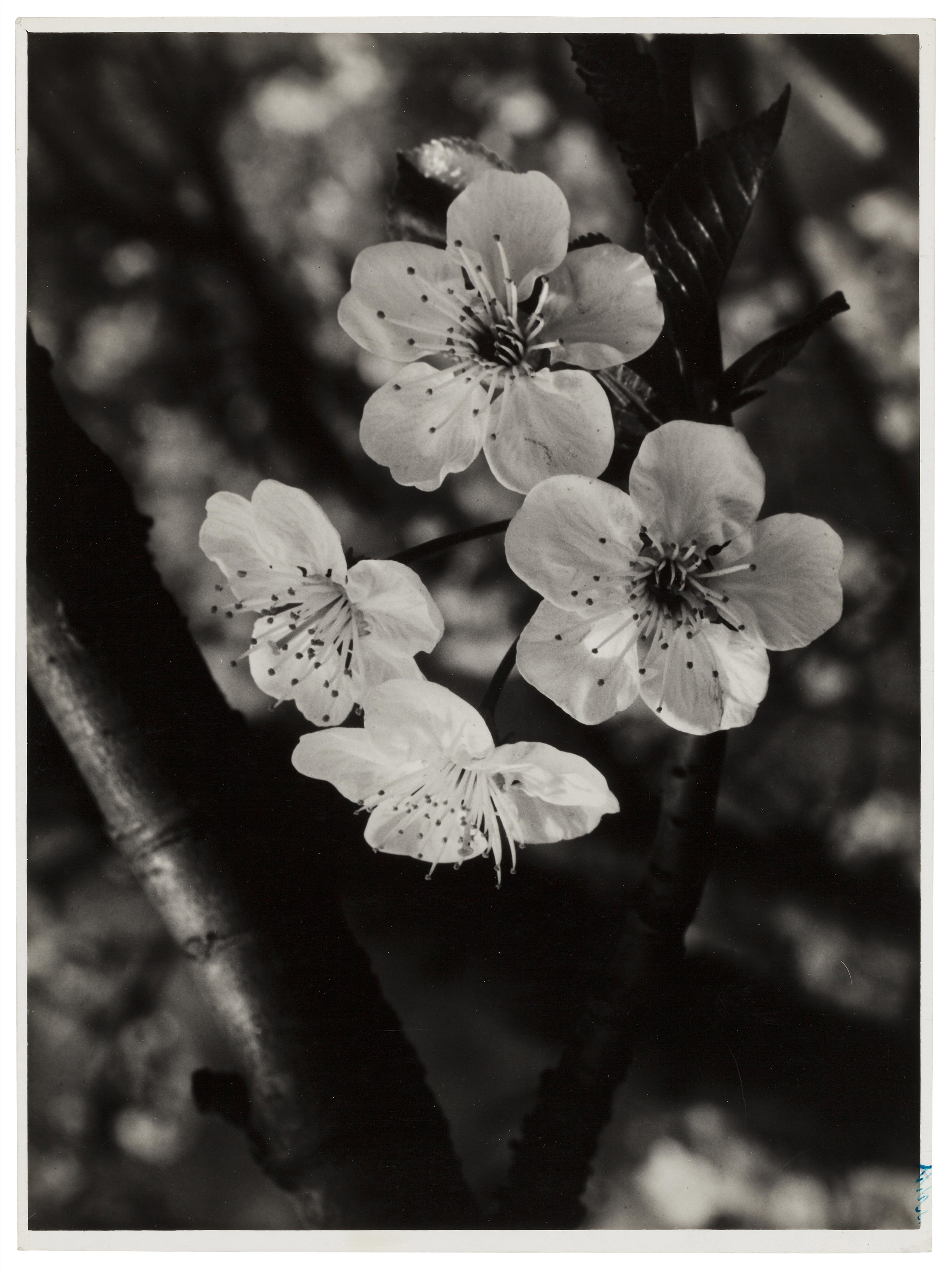 JOSEF SUDEK (1896–1976), Spring blooms, for Panorama, 1937