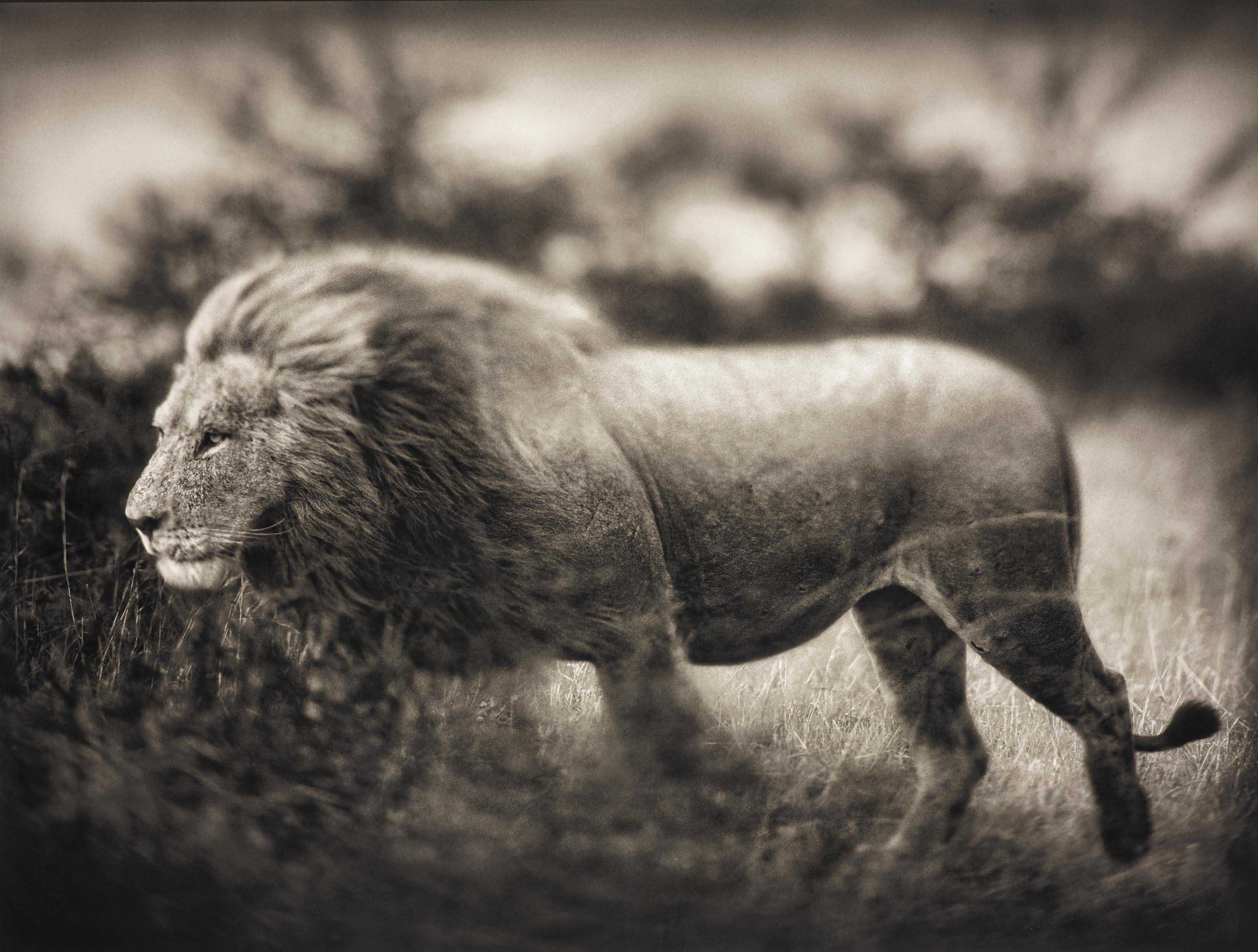 Ник животных. Украшенный ник зверь. Художник nick sider. Ник брандт фотограф. Фонд собак.