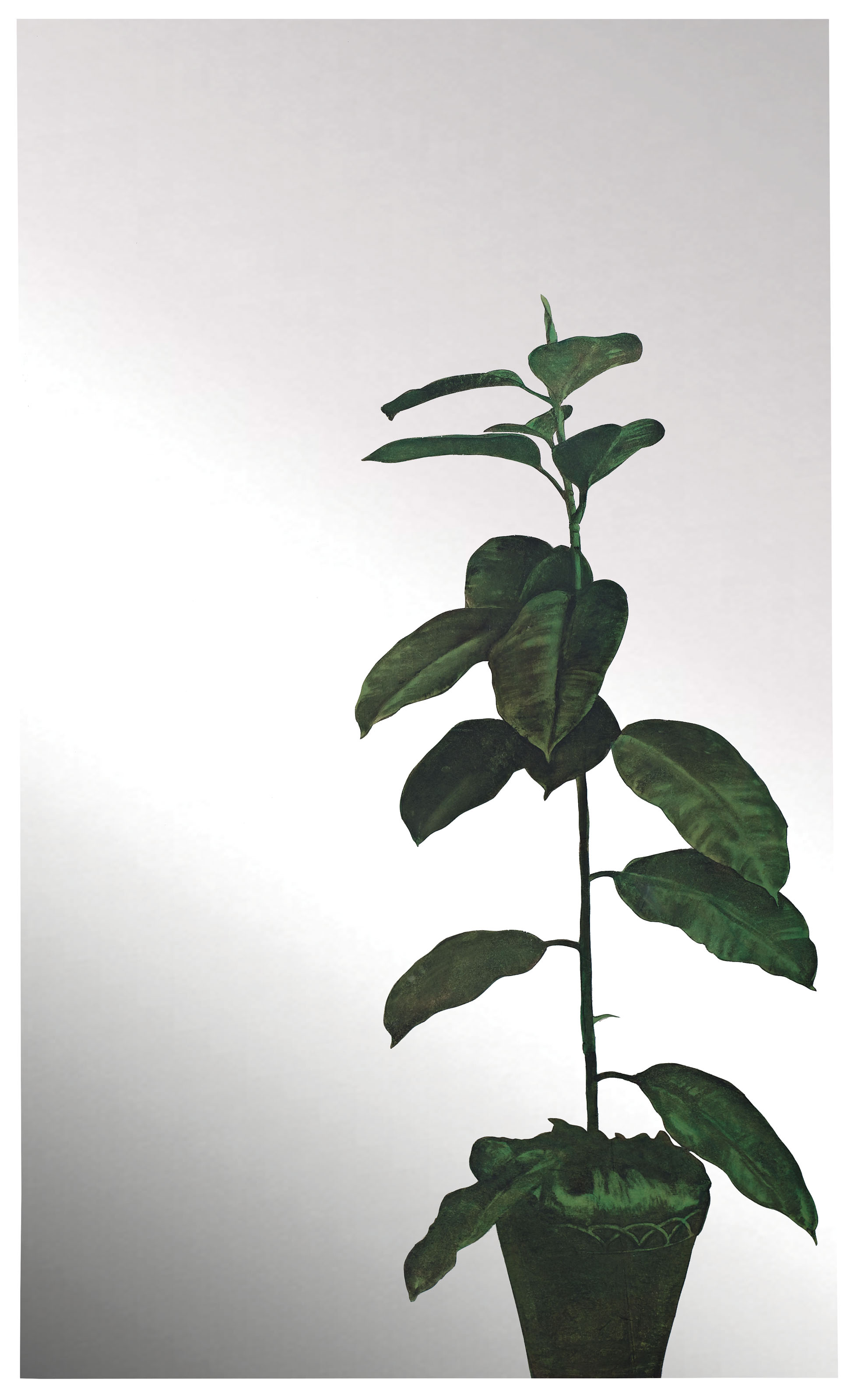 Ficus