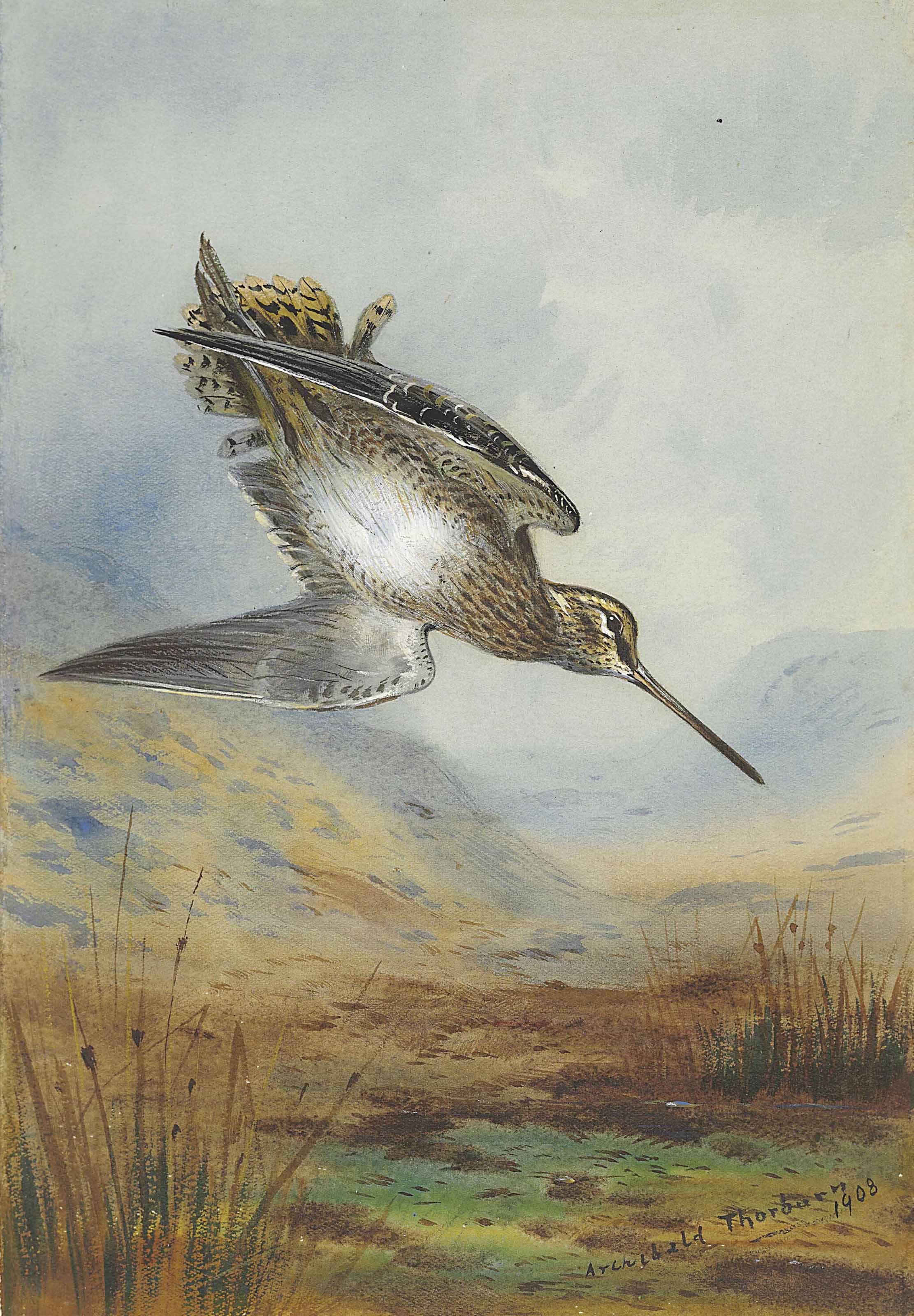 Archibald Thorburn (18601935) , Snipe drumming Christie's