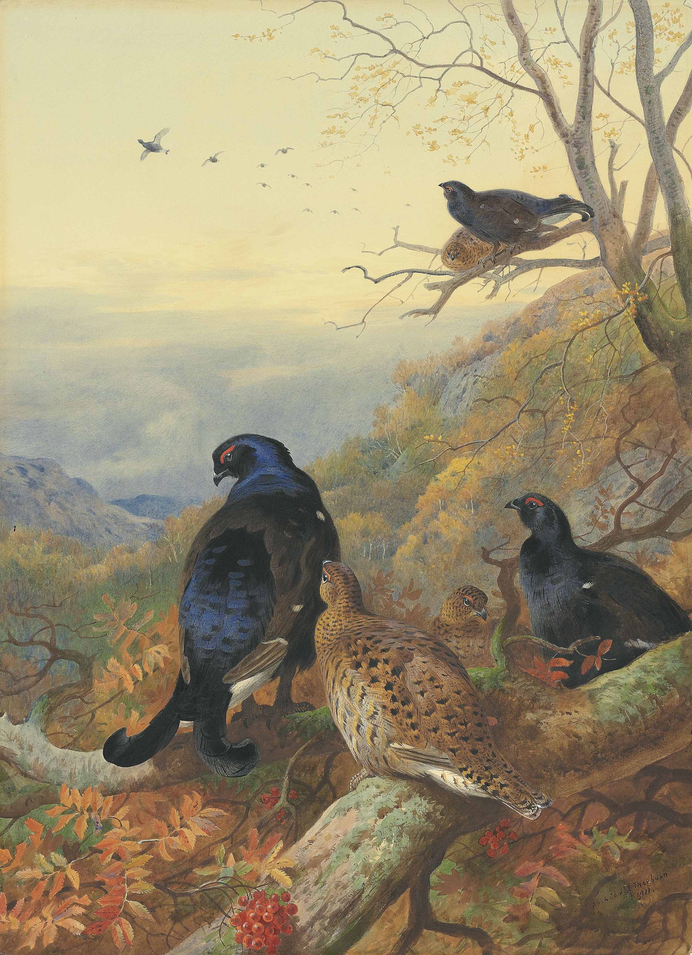 Archibald Thorburn (18601935) , Blackgame in the glen Christie's