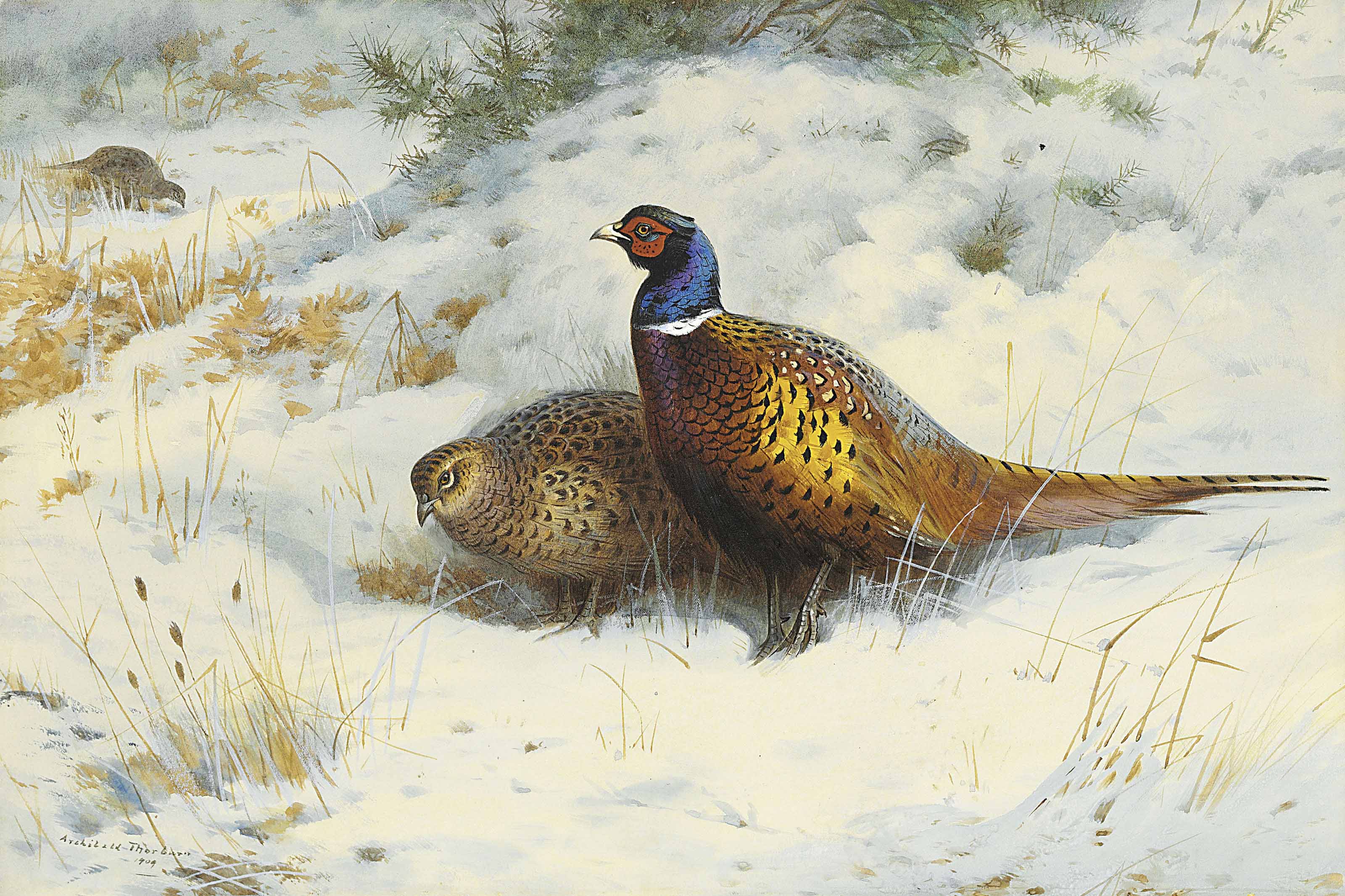 Archibald Thorburn 1860 1935 A Pair Of Pheasant In