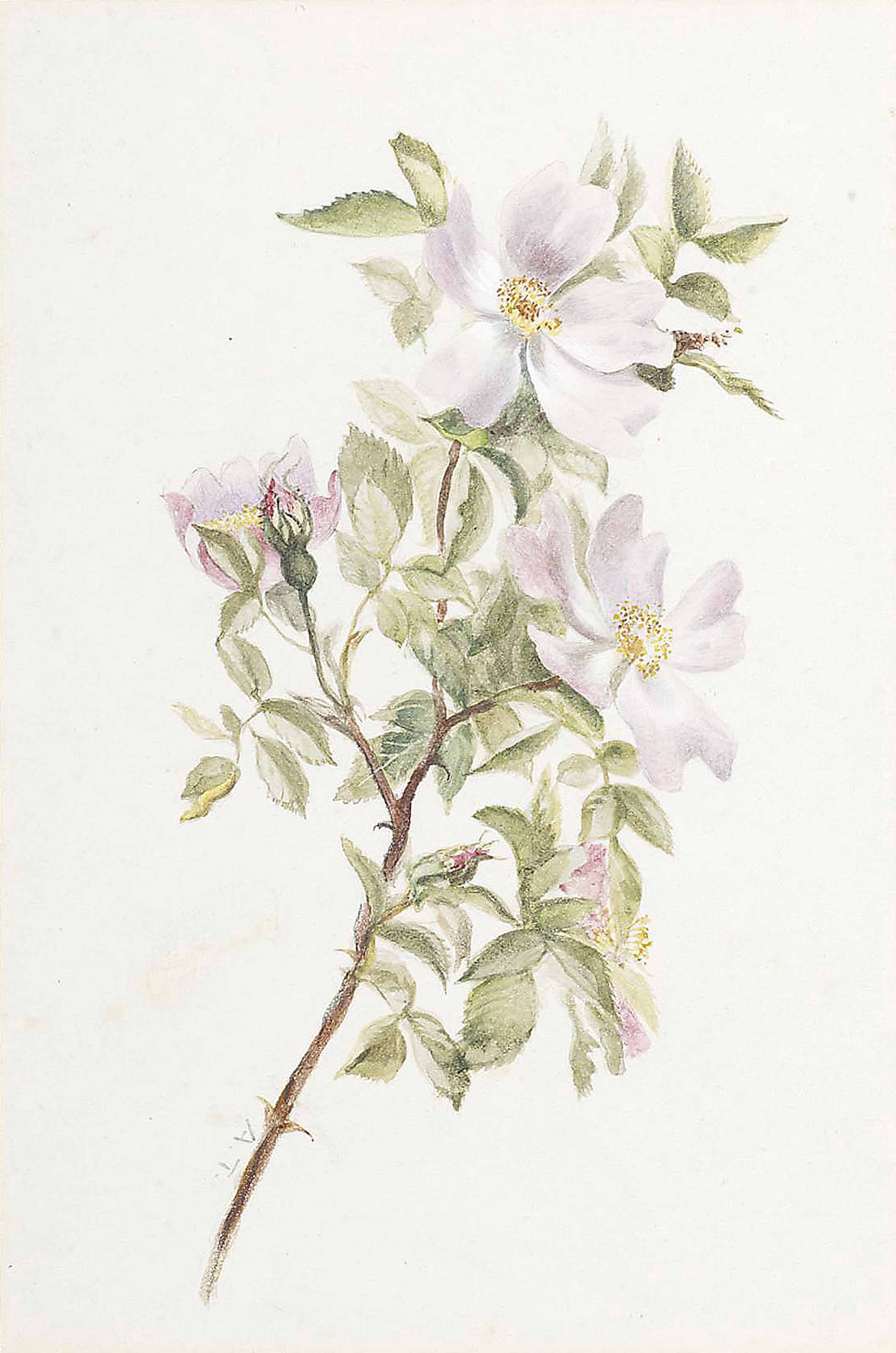 Archibald Thorburn 1860 1935 A Spray Of Dog Rose In Flower Christie S