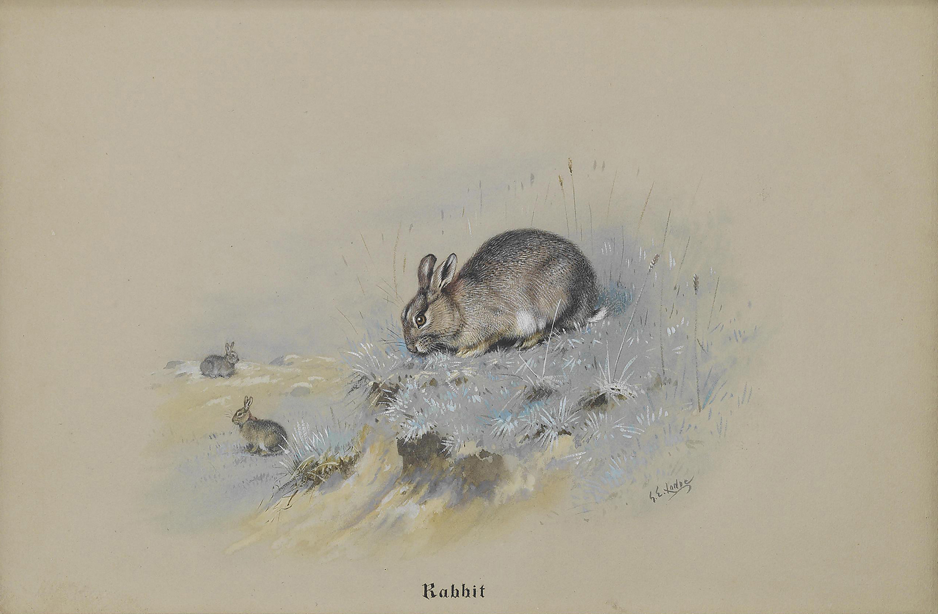 George Edward Lodge (1860-1954), Study of rabbits; and Study of a blue ...