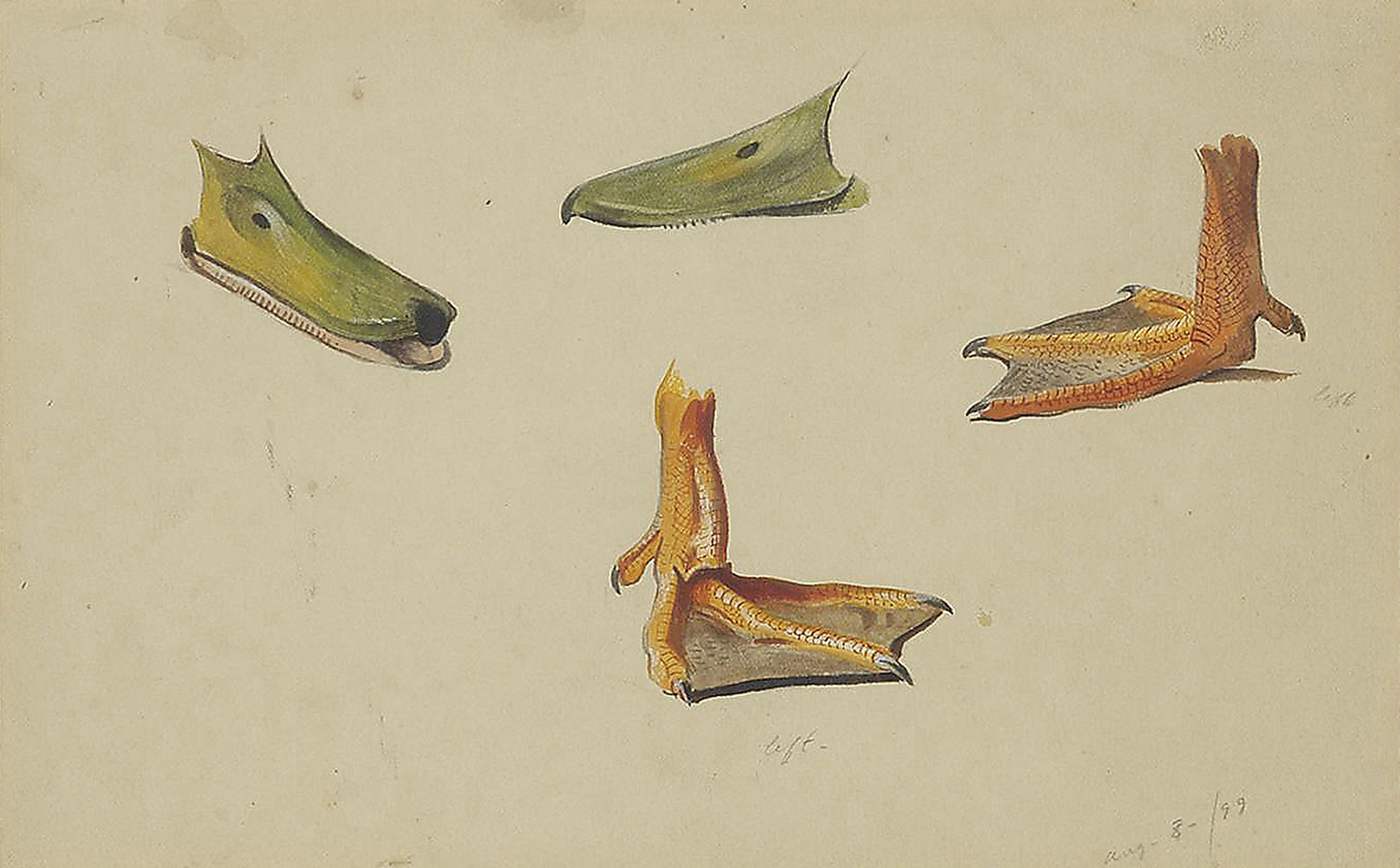 Archibald Thorburn (1860-1935), Studies of bills and webbed feet; and ...