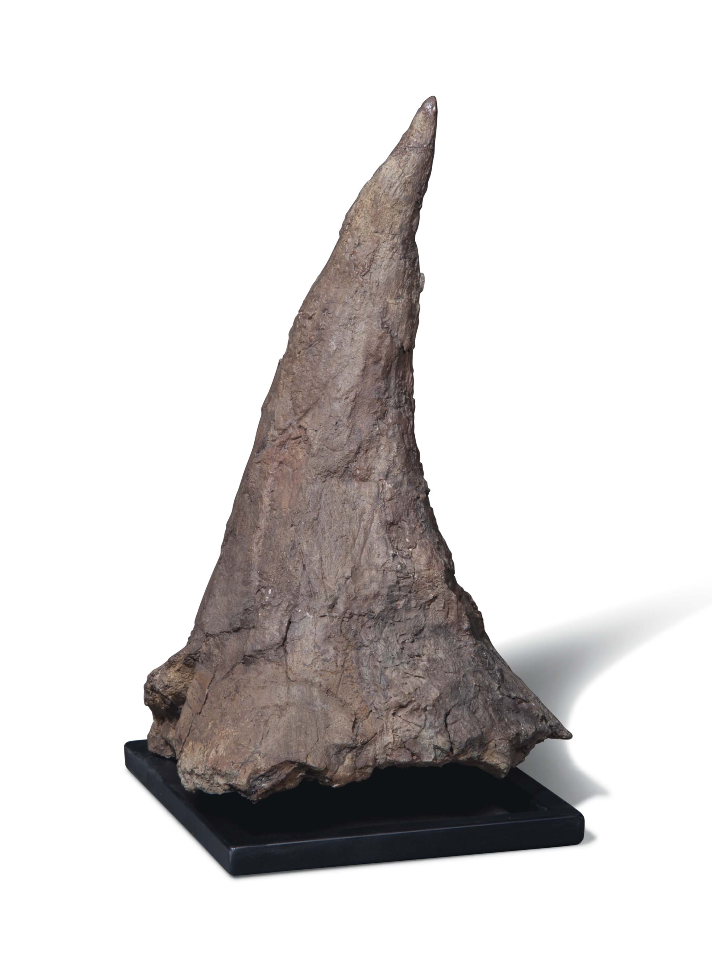 triceratops brow horn for sale