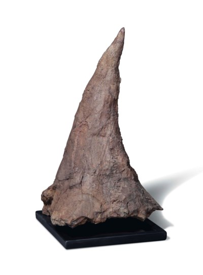 large triceratops