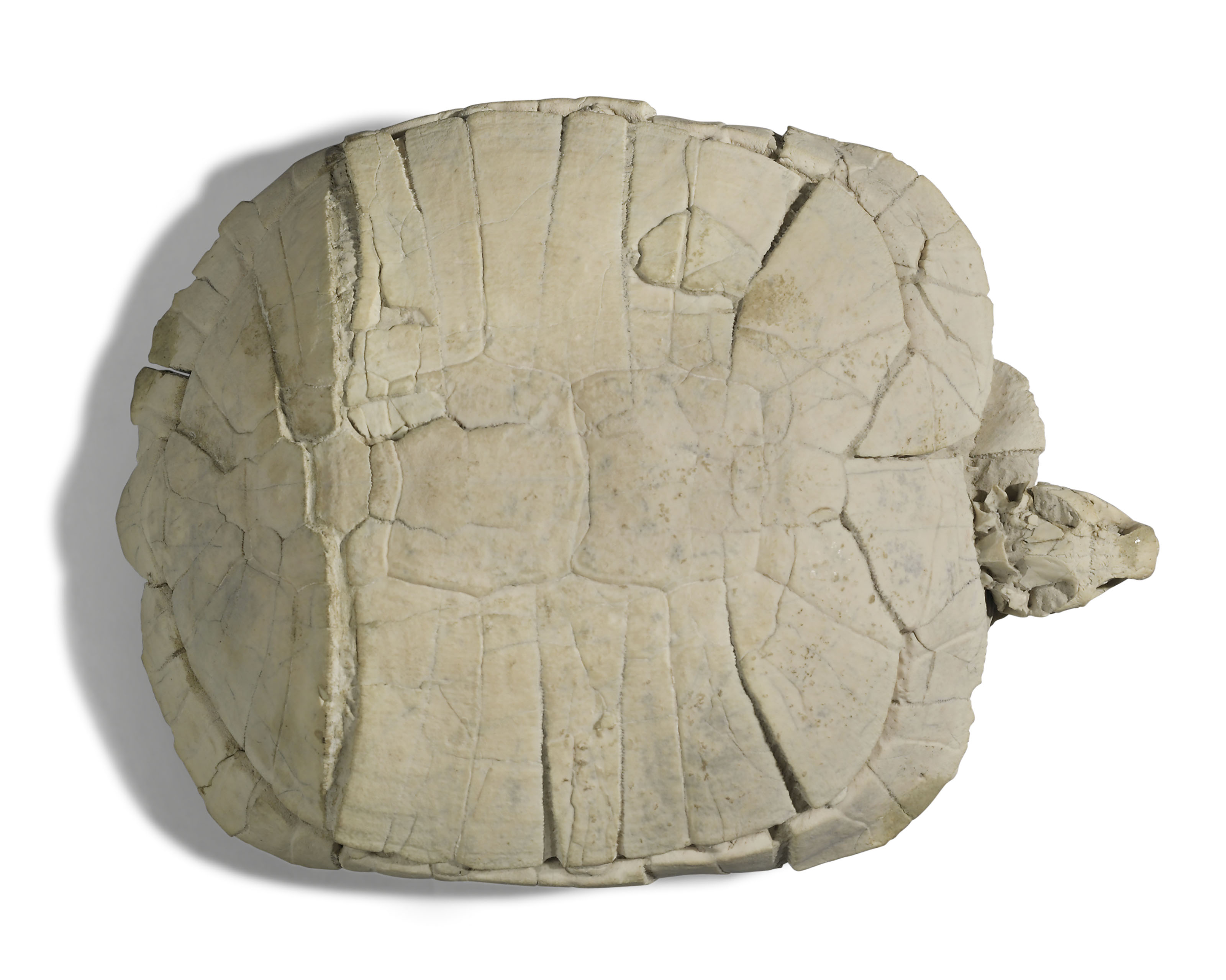 dakota fossil