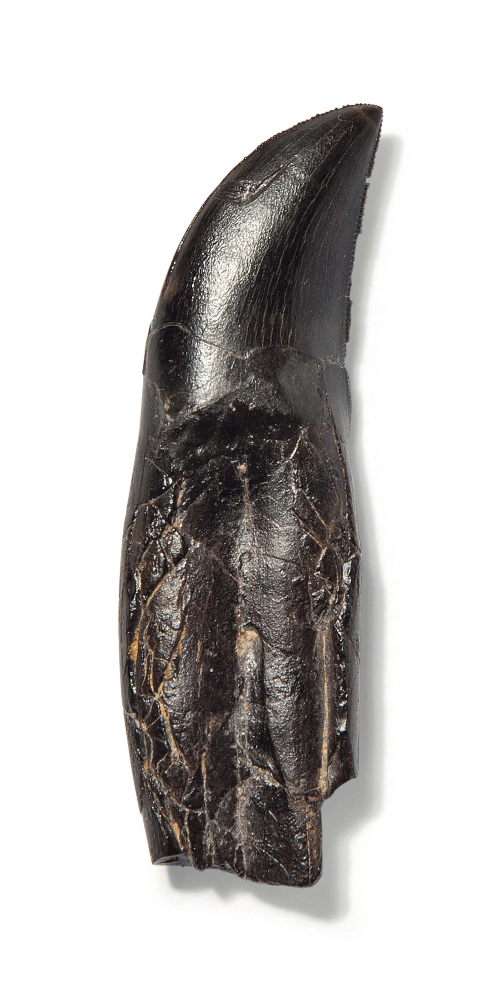 allosaurus tooth