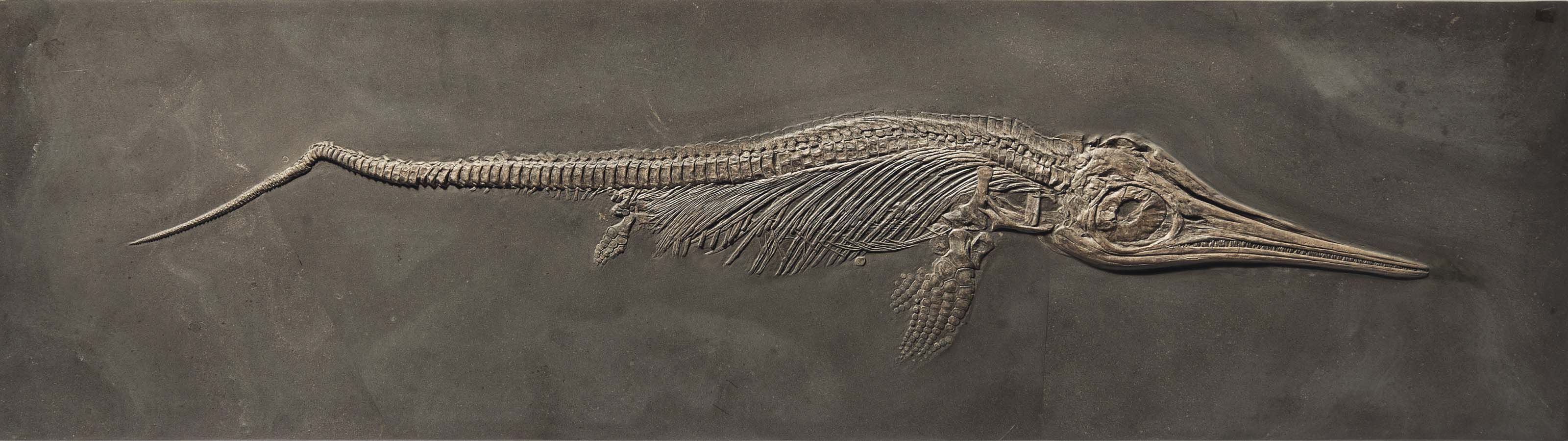 ichthyosaur coprolite