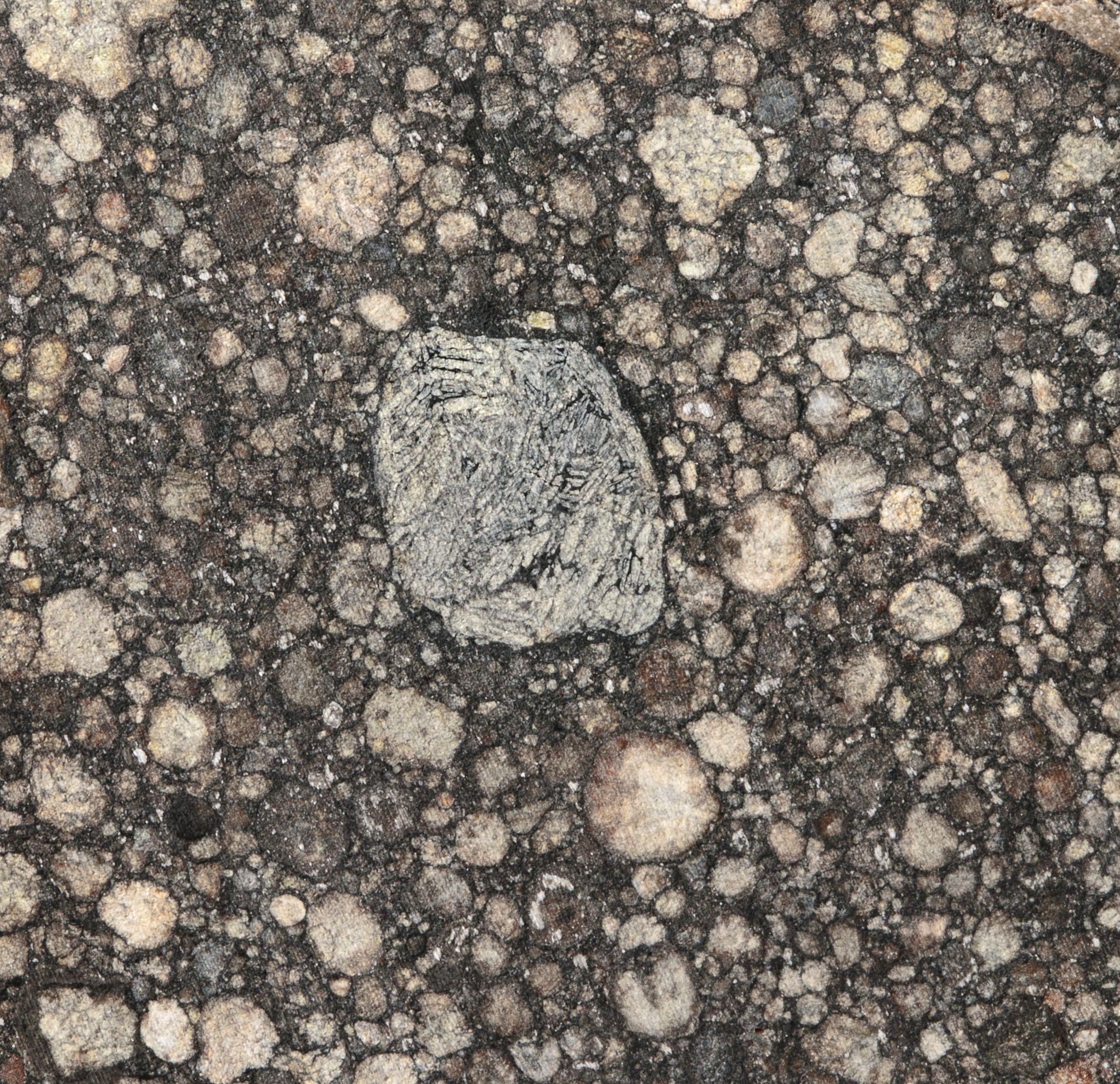 THE ORIENTED, PRIMITIVE CHONDRITE NWA 11014, L3 SAHARA DESERT