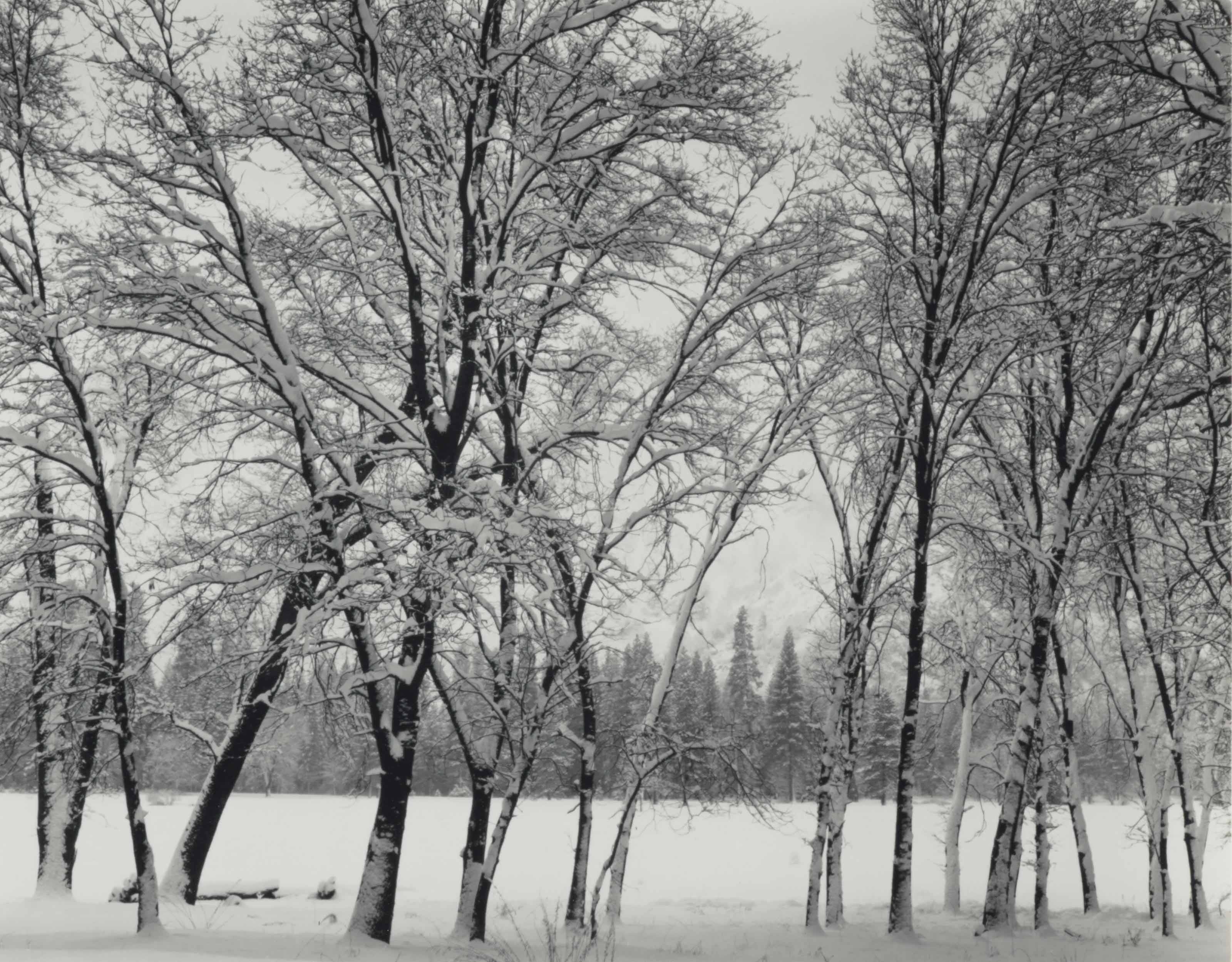 Ansel Adams 1902 1984 Young Oaks Winter Yosemite National