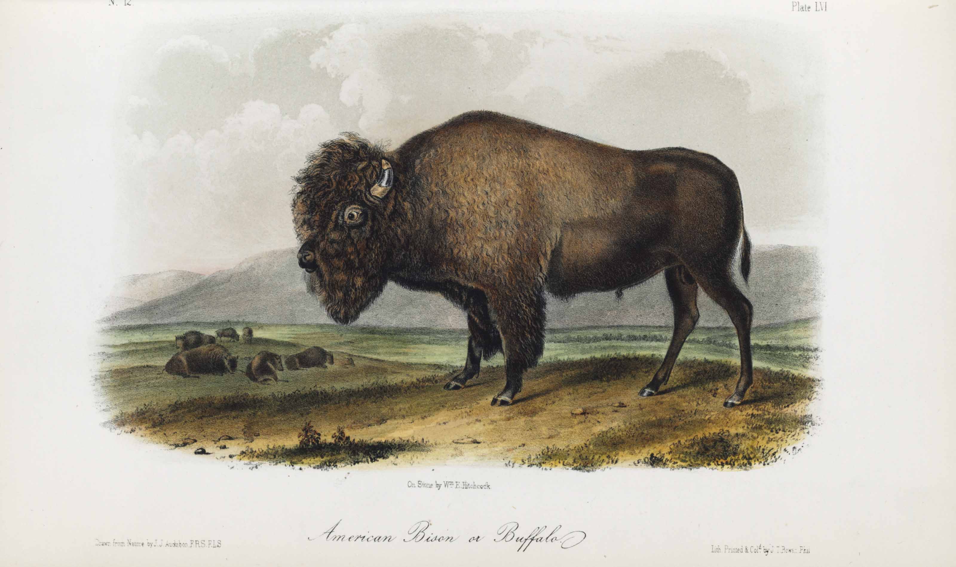 Год бизона. Bison americanus. Гигантский Бизон. Вымерший Бизон. Гигантский буйвол.