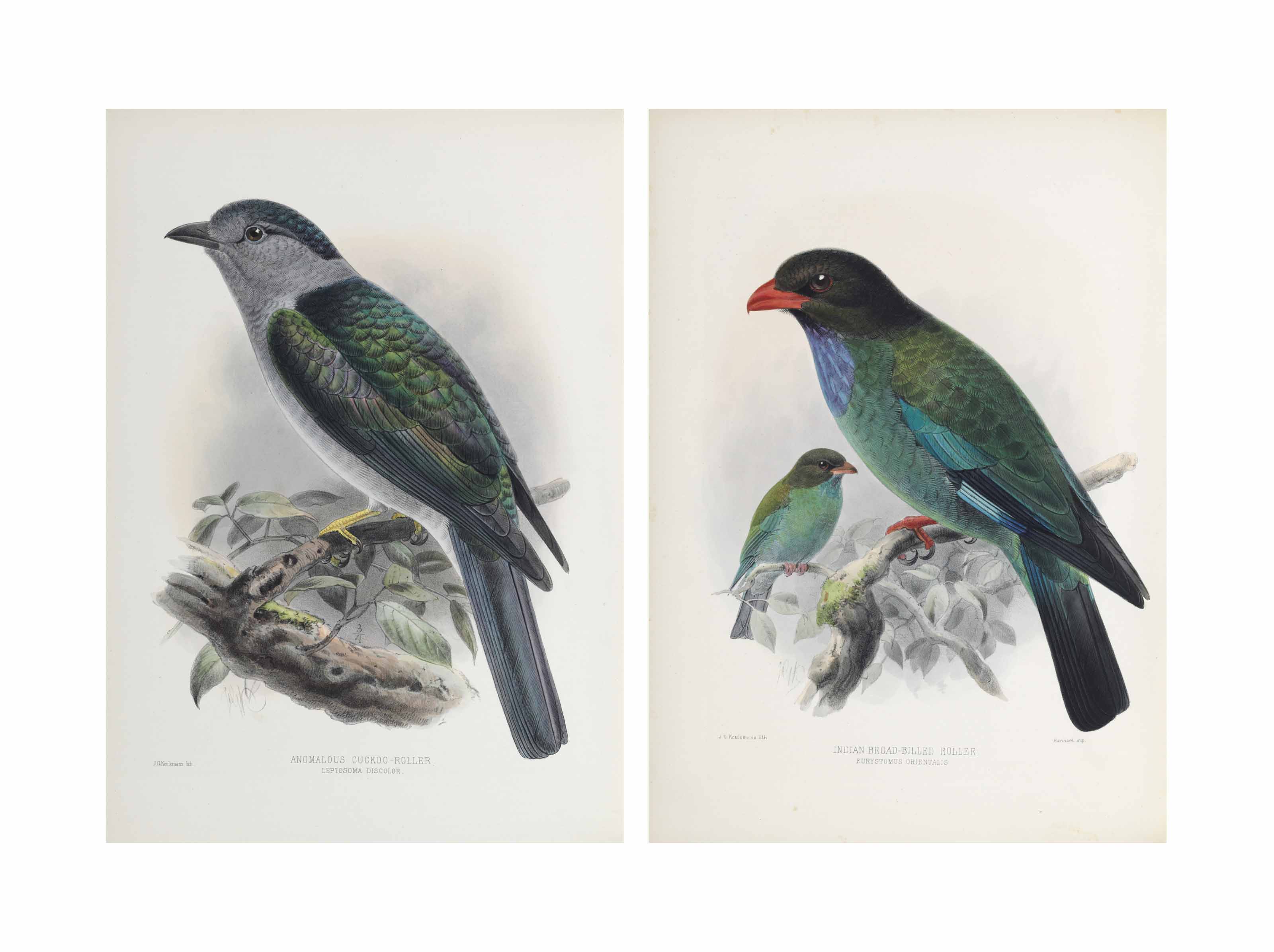 DRESSER, Henry Eeles (1838-1915). A History of the Birds of Europe,  including all the species inhabiting the Western Palaearctic Region. London:  Taylor and Francis for the author, 1871-1896. | Christie's