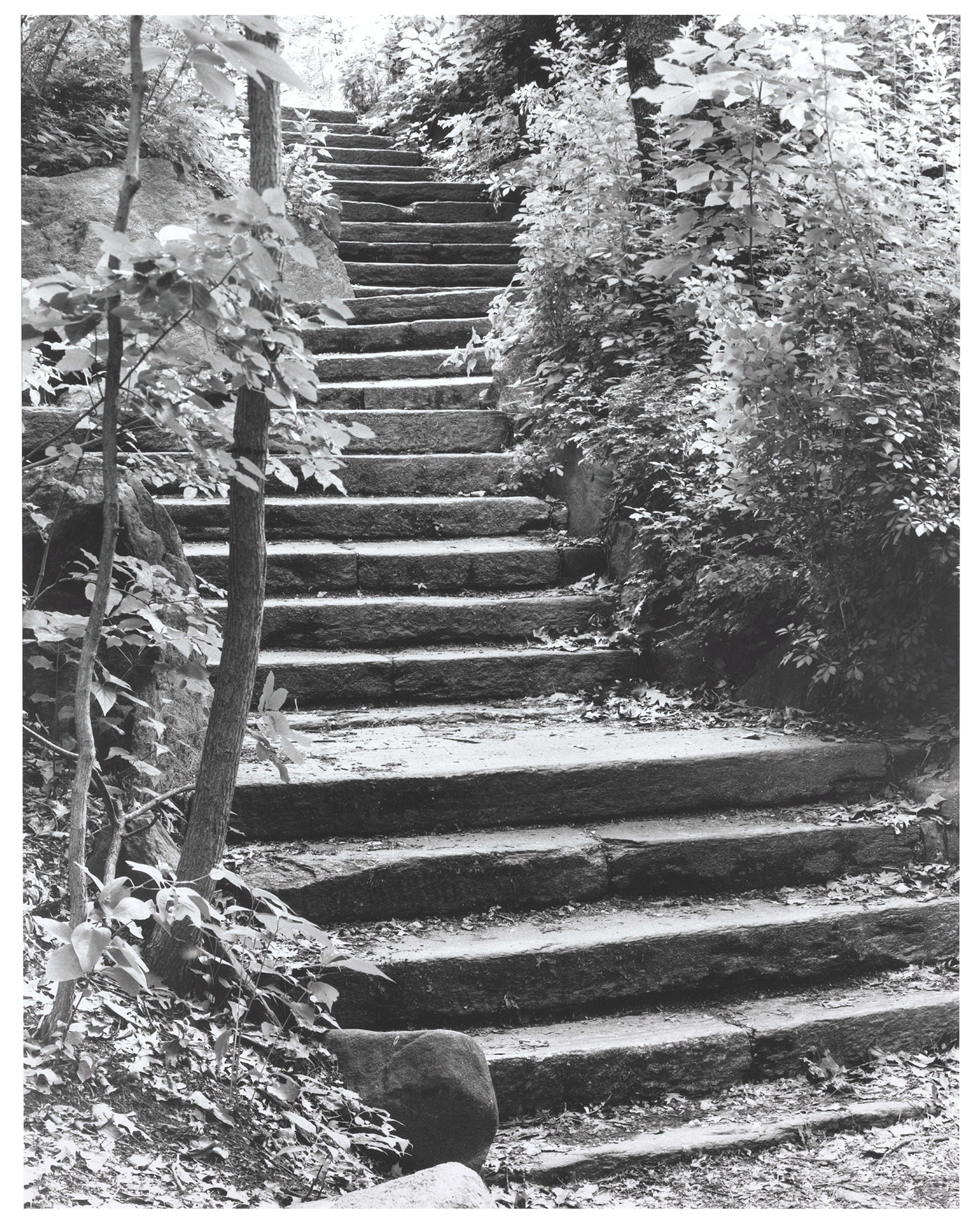 Catalog image of The Ascent (No. 6) - Central Park, NYC