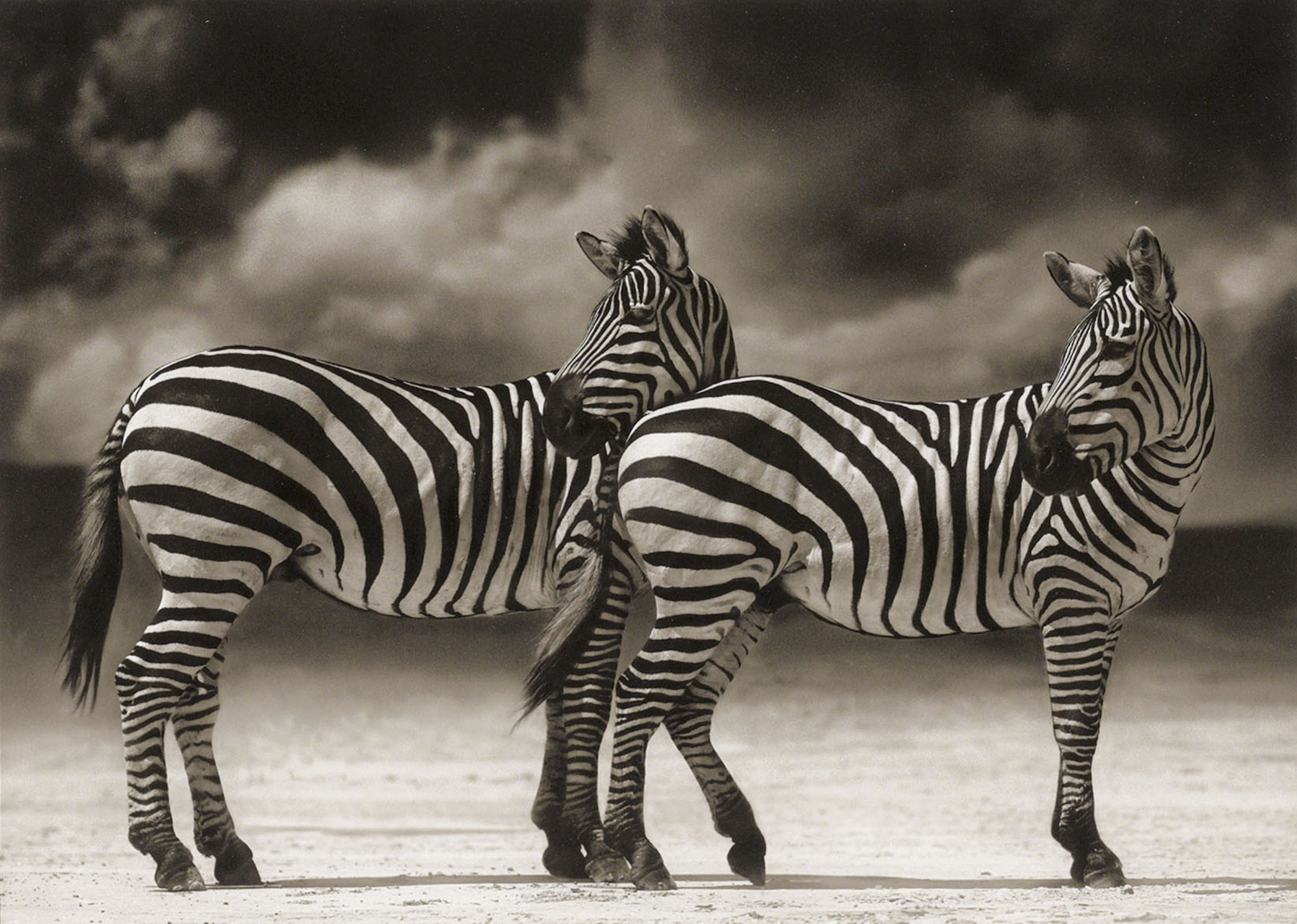 Черно белые звери. Nick Brandt Photography. Черно белое. Черно белые животные. Африканские животные.