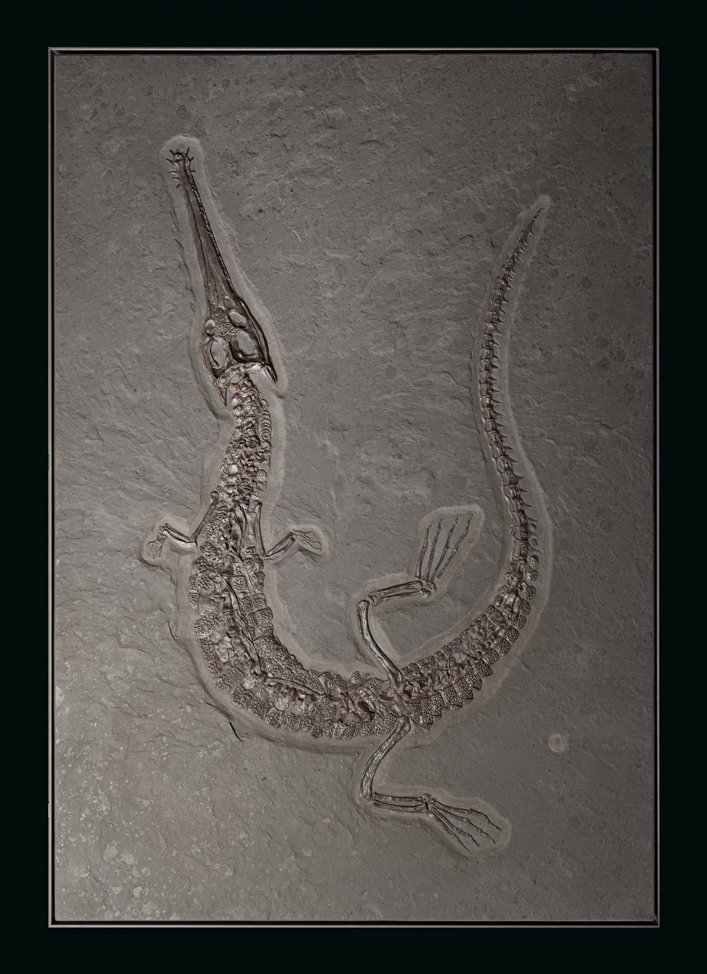 A large fossil crocodile, Germany. 73 x 51 x 4 in (187 x 131 x 10 cm). Estimate: &pound;70,000-100,000. Offered in Science and Natural History on 10 July 2018 at Christie&rsquo;s in London