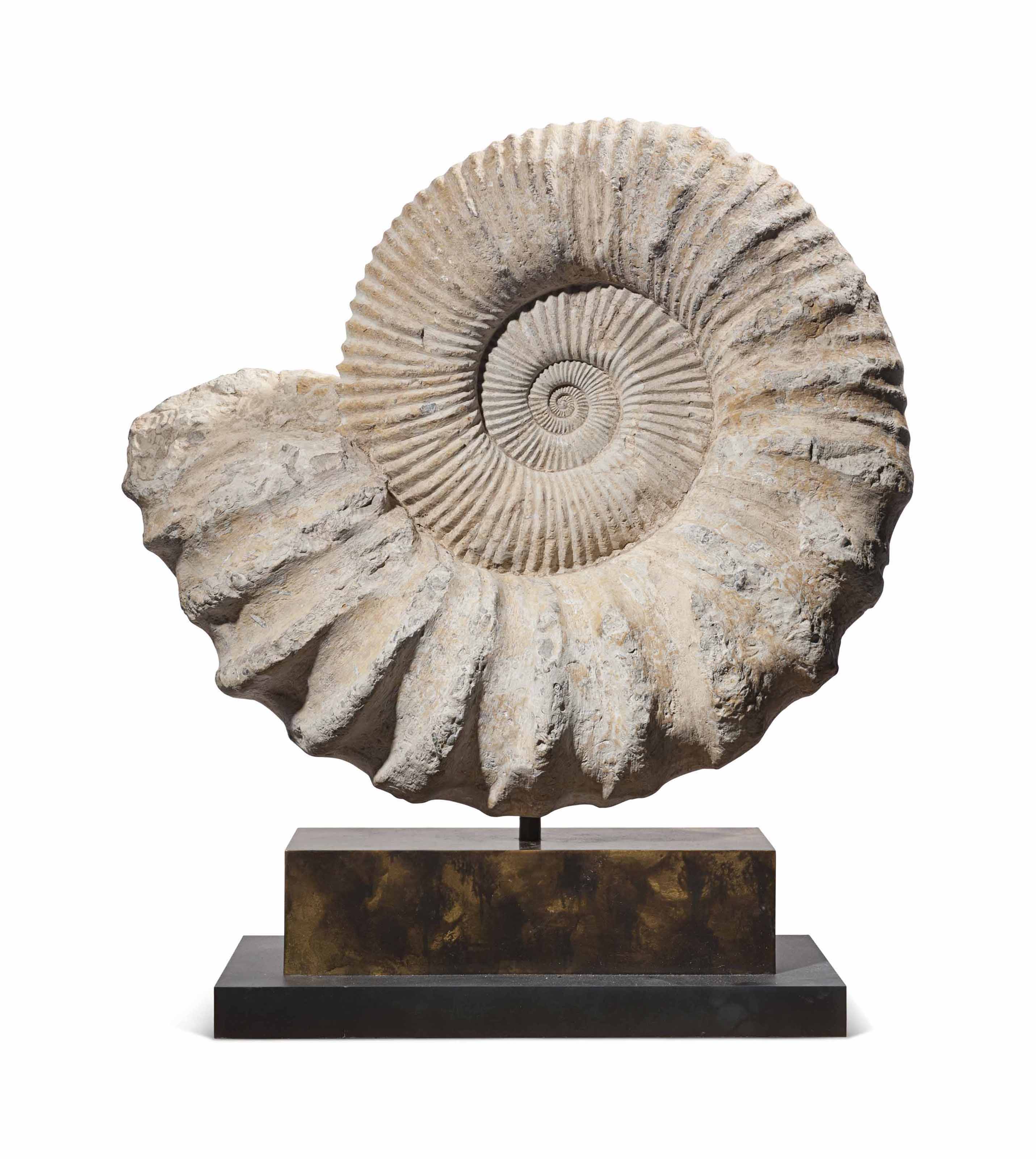 Giant Ammonite