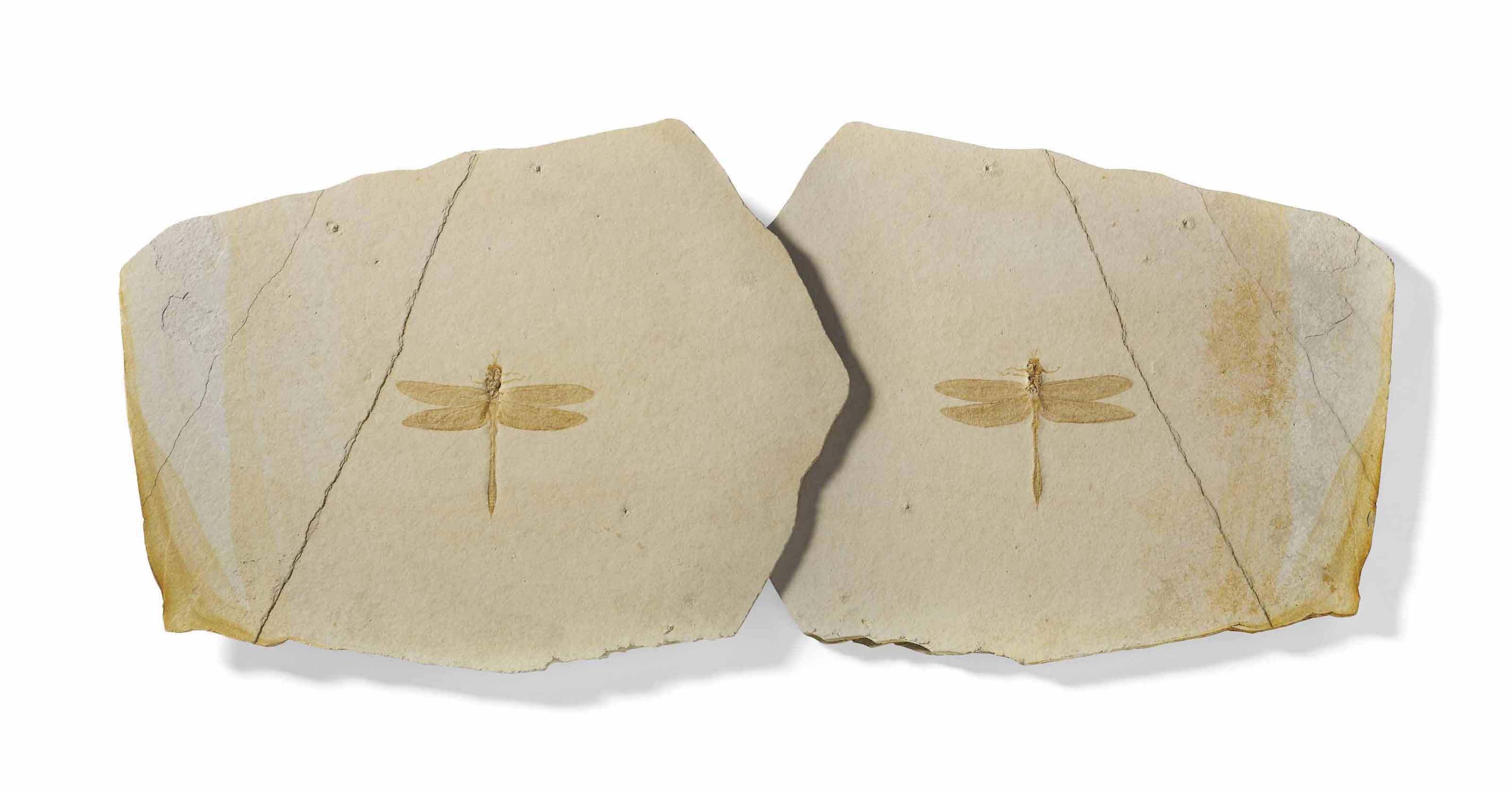 THE SLAB AND COUNTER SLAB OF A FOSSIL DRAGONFLY , SOLNHOFEN, GERMANY