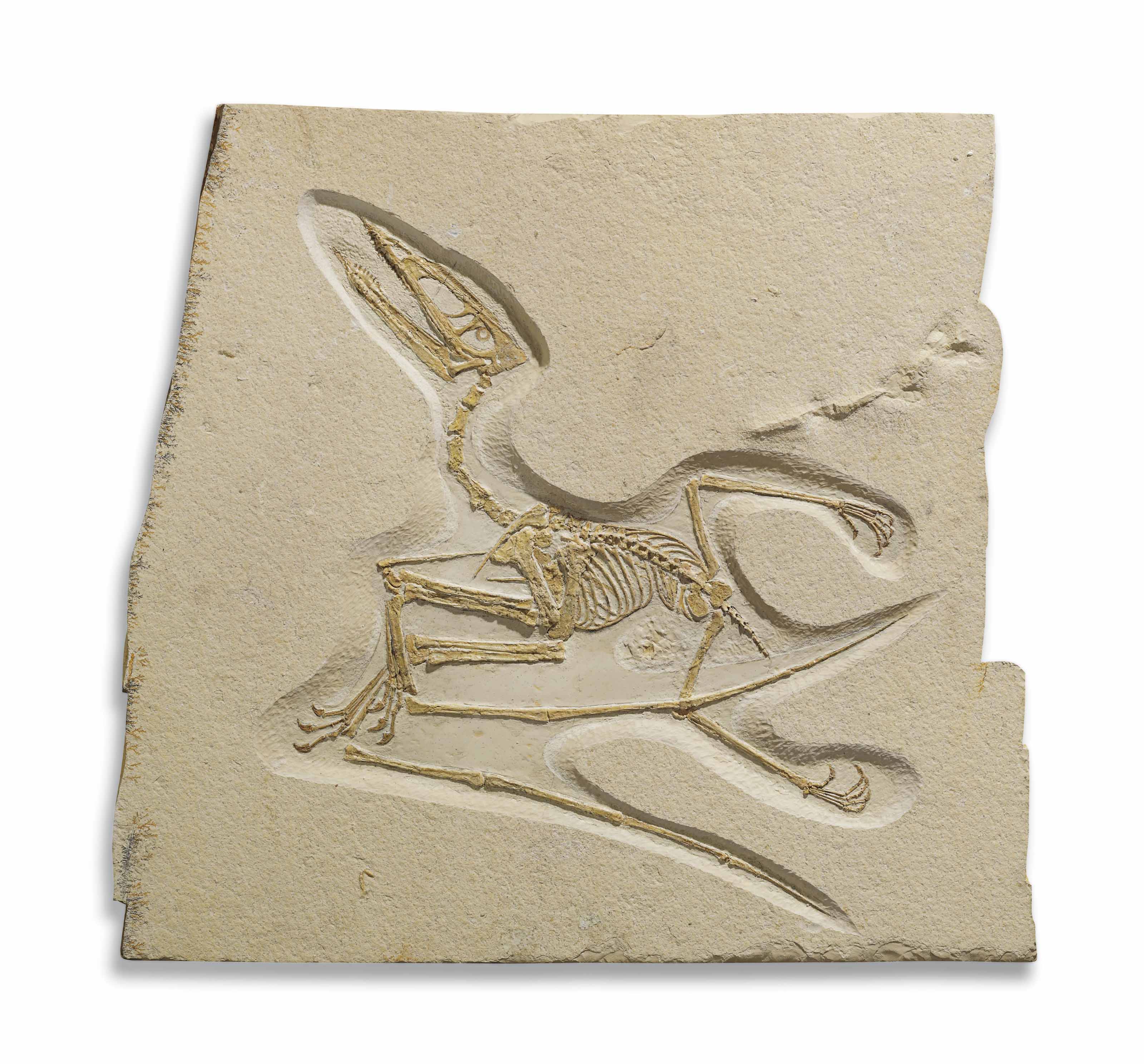 A rare Jurassic flying lizard, Solnhofen, Germany. 26 x 27 in (66 x 70 cm). Estimate: &pound;80,000-100,000. Offered in Science and Natural History on 10 July 2018 at Christie&rsquo;s in London