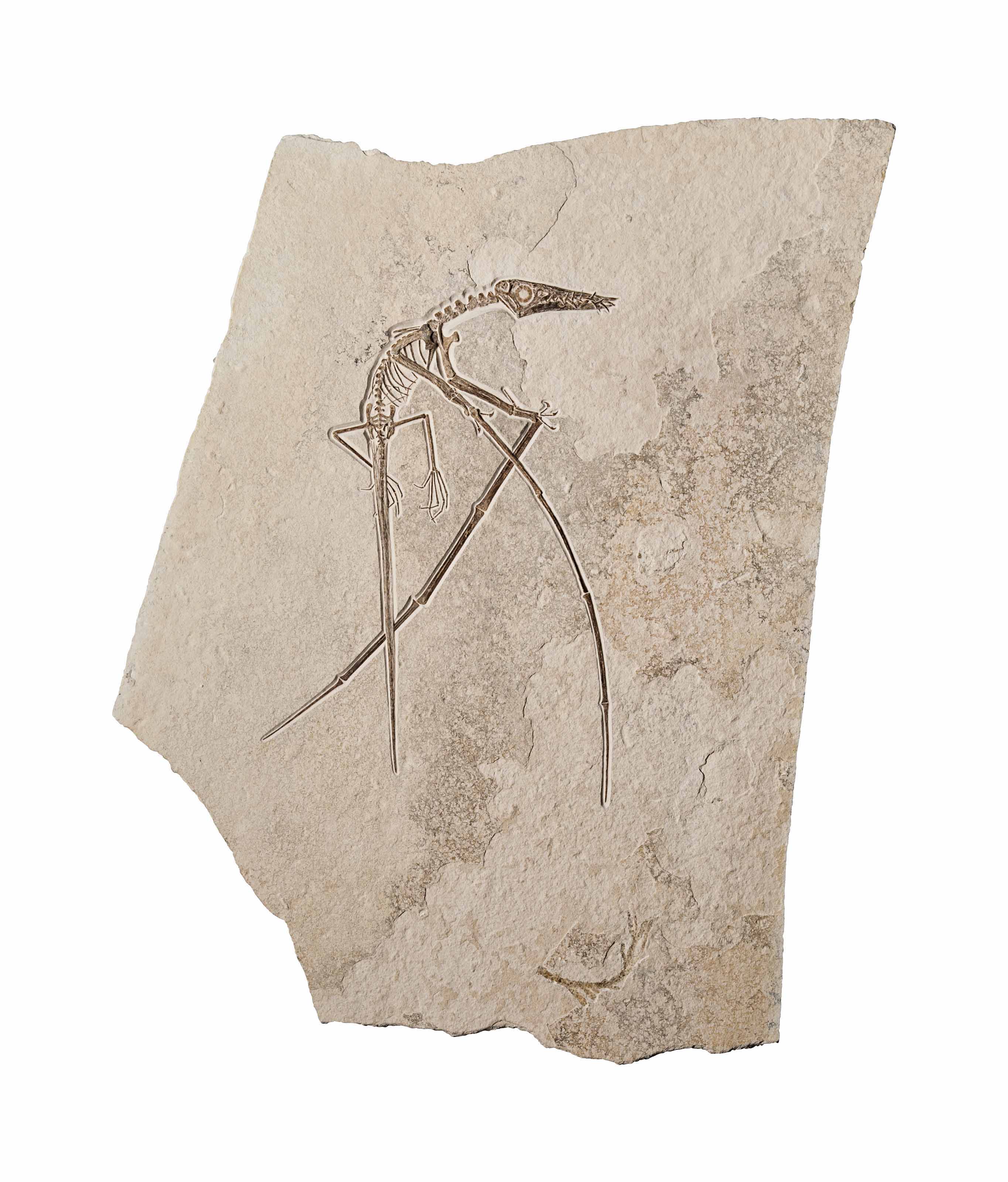 A pterosaur, Solnhofen, Germany. 37 x 26 in (94 cm x 67 cm). Estimate: &pound;60,000-90,000. Offered in Science and Natural History on 10 July 2018 at Christie&rsquo;s in London