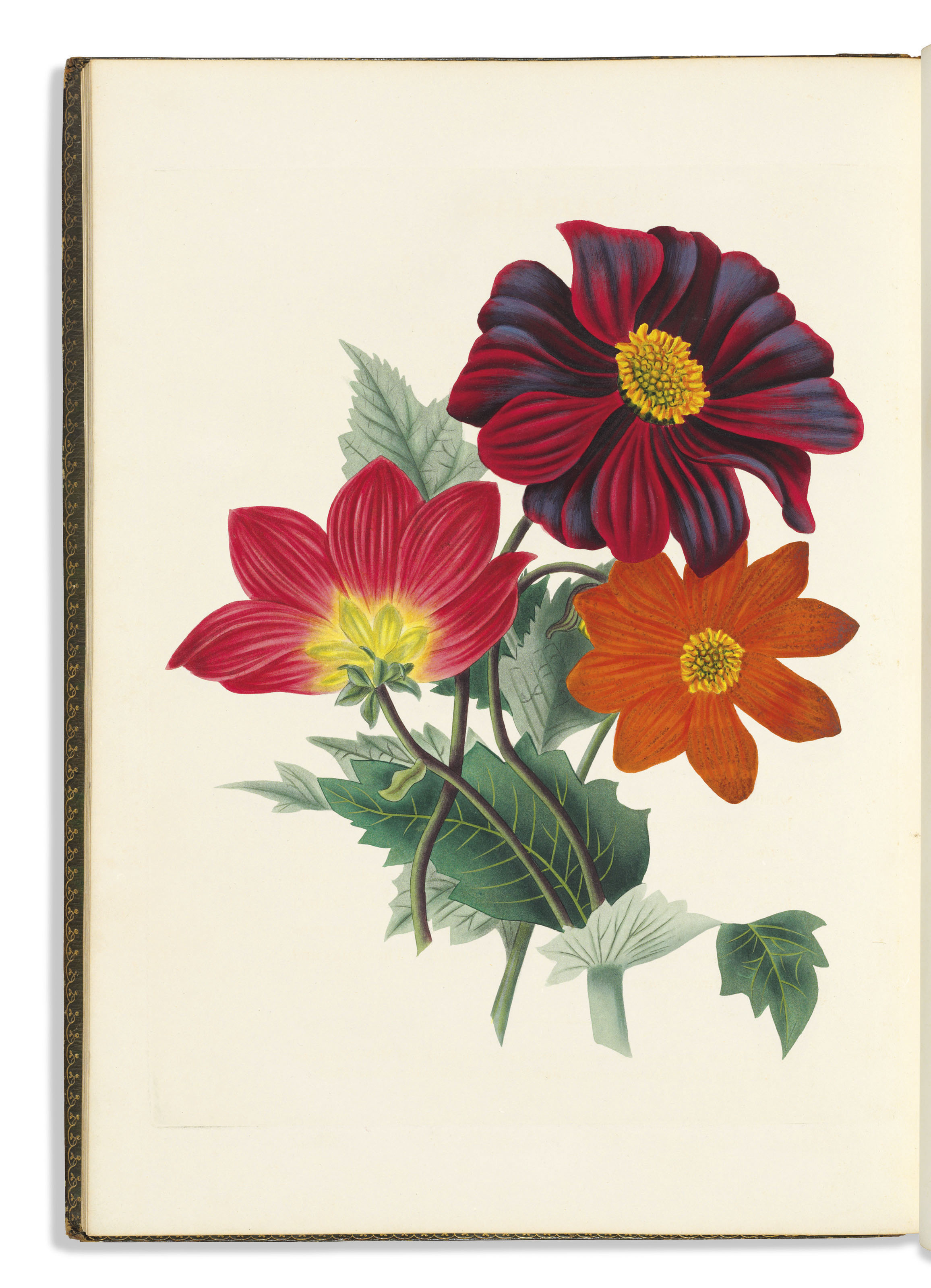 Smith Miss Studies Of Flowers From Nature Dedicated By