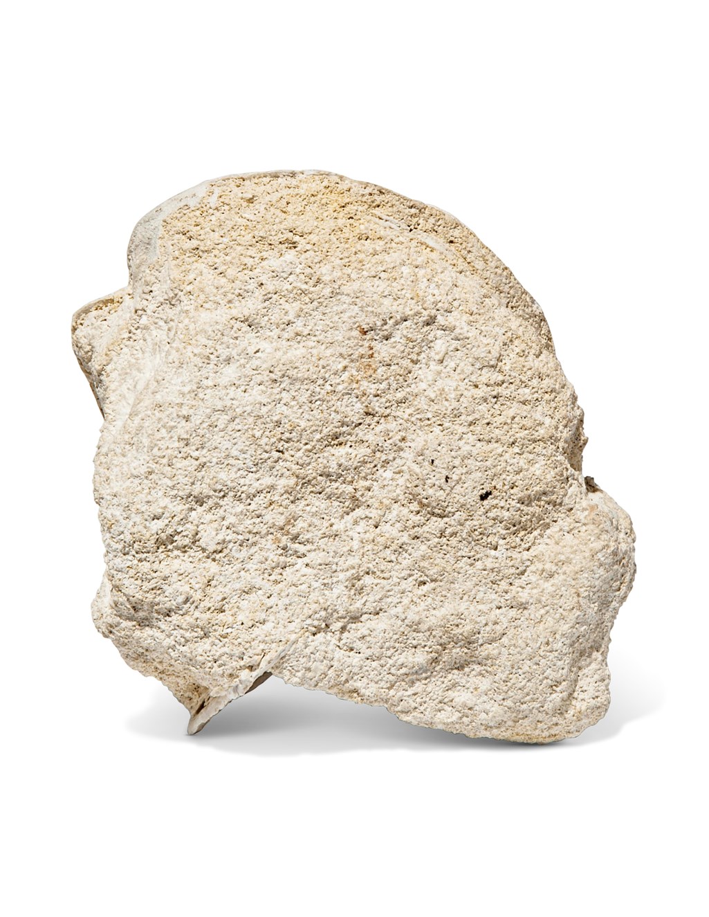 THREE FOSSIL SCALLOPS, SOUTHERN FRANCE Christie’s