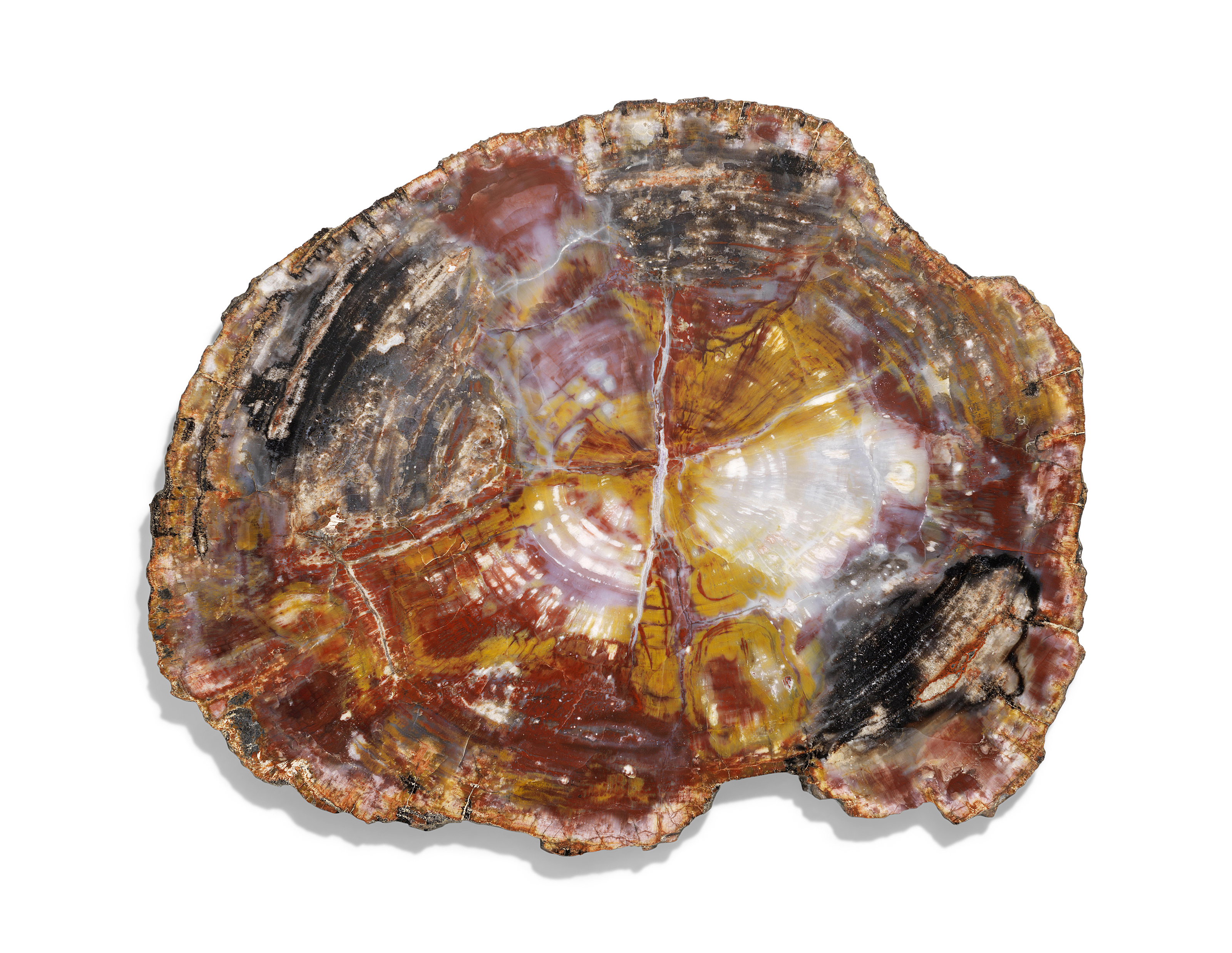 A SLICE OF PETRIFIED WOOD, NORTHERN ARIZONA Christie’s
