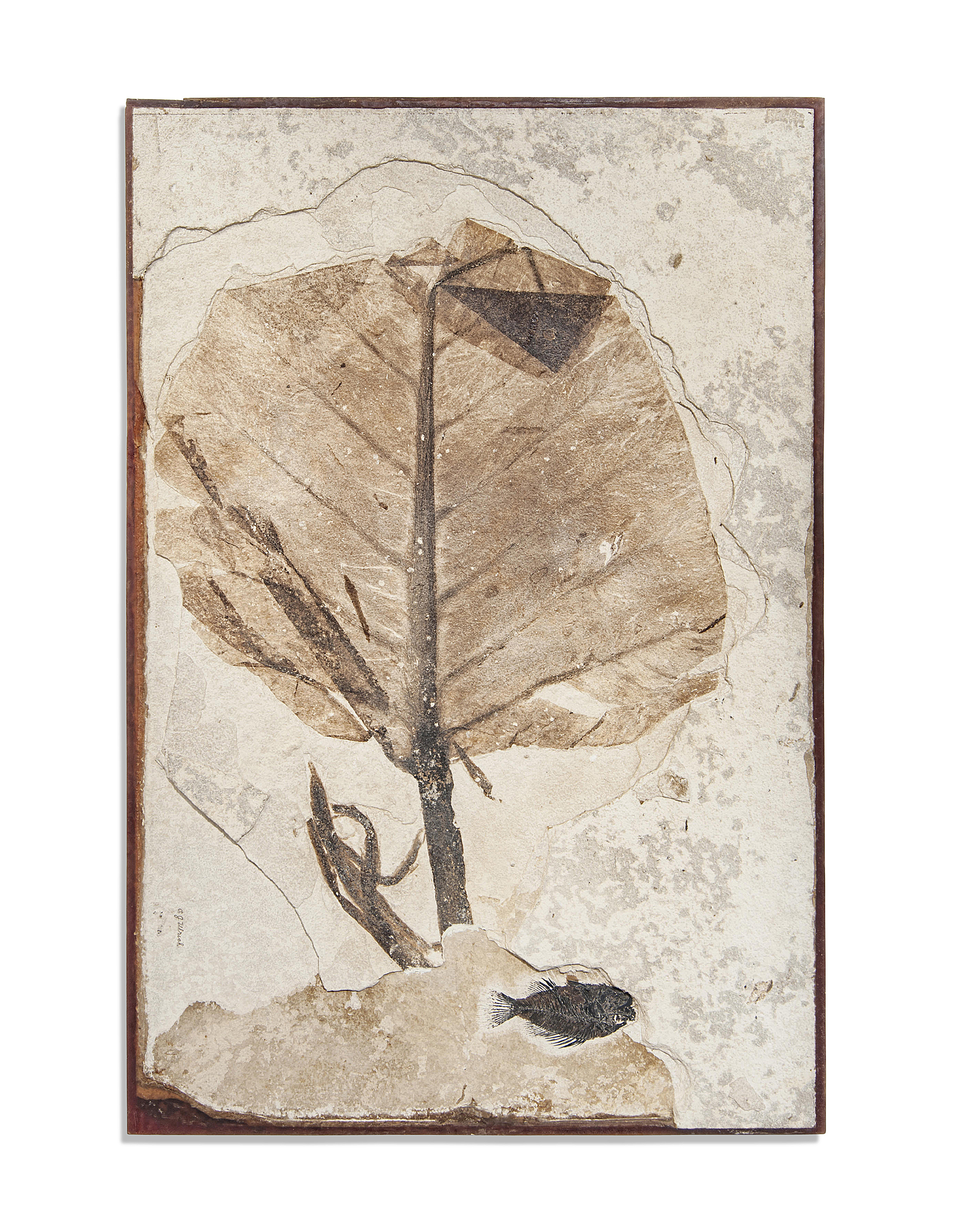 A VERY LARGE FOSSIL LEAF, GREEN RIVER, WYOMING Christie's