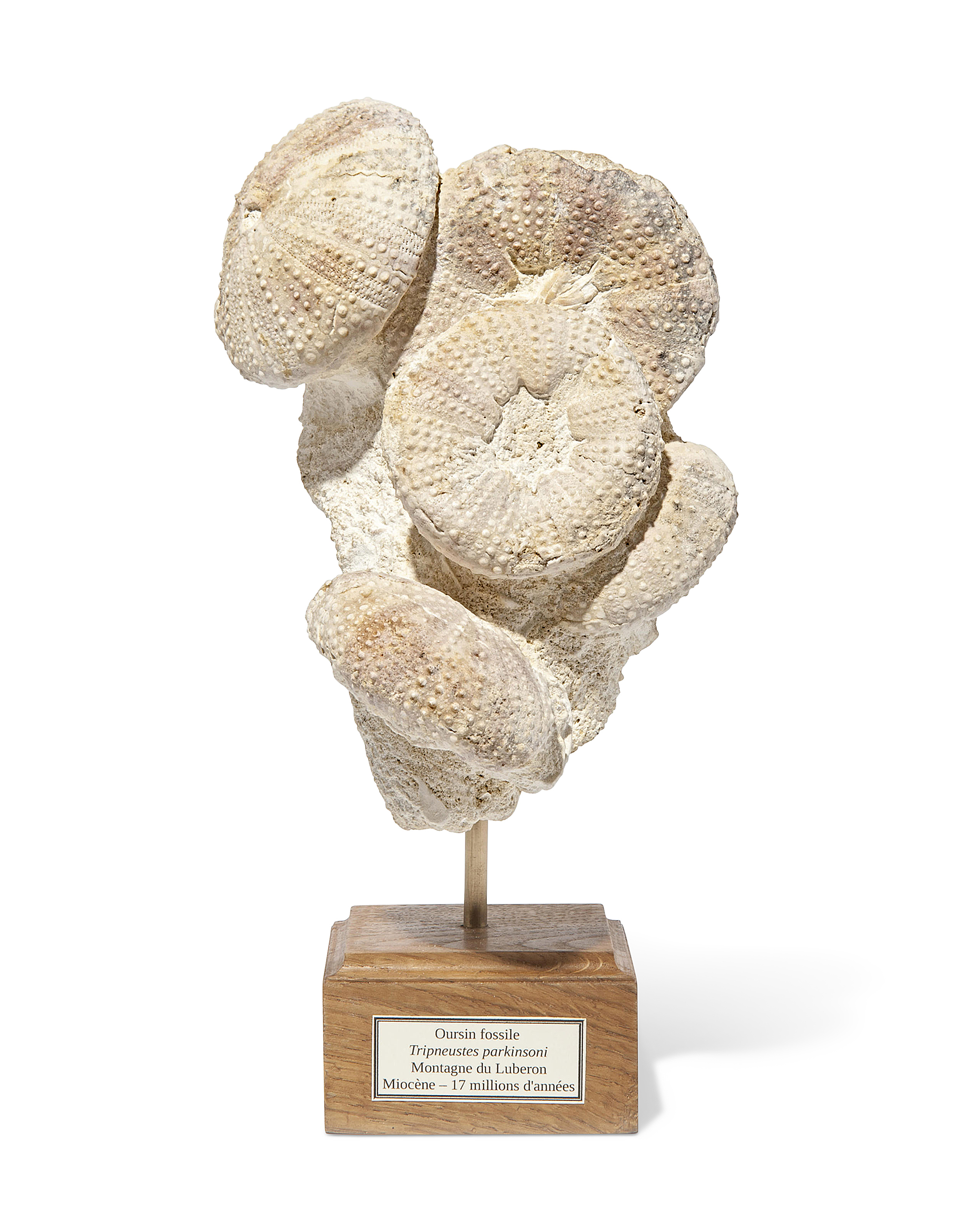 FOSSIL SEA URCHINS, FRANCE | Christie's