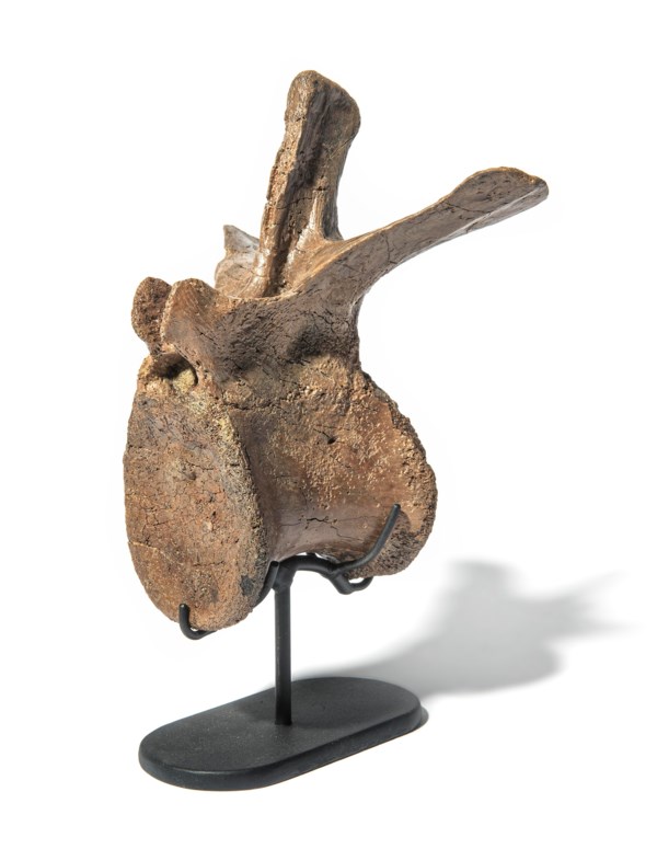 dinosaur vertebrae