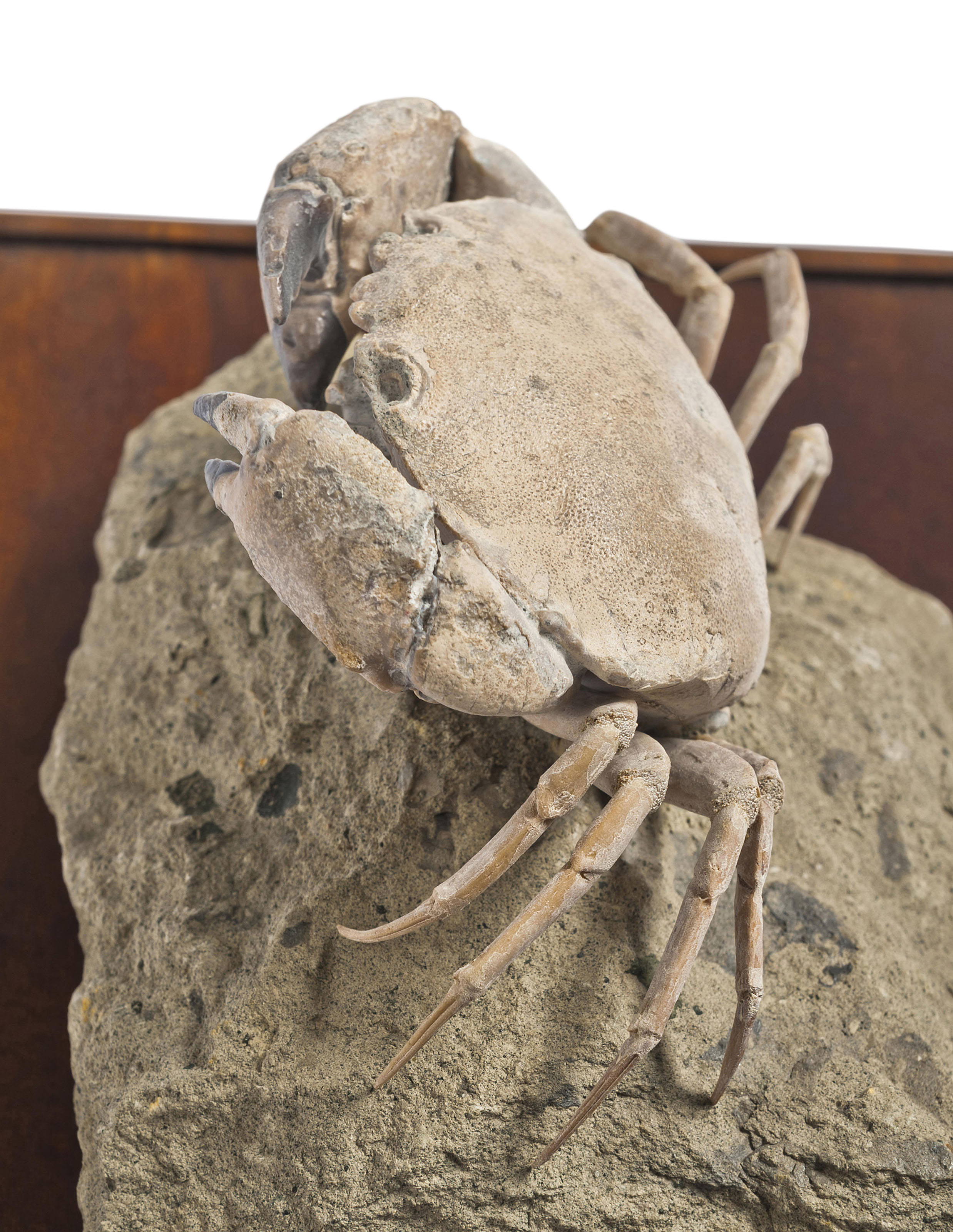 A FOSSIL CRAB, ITALY | Christie’s