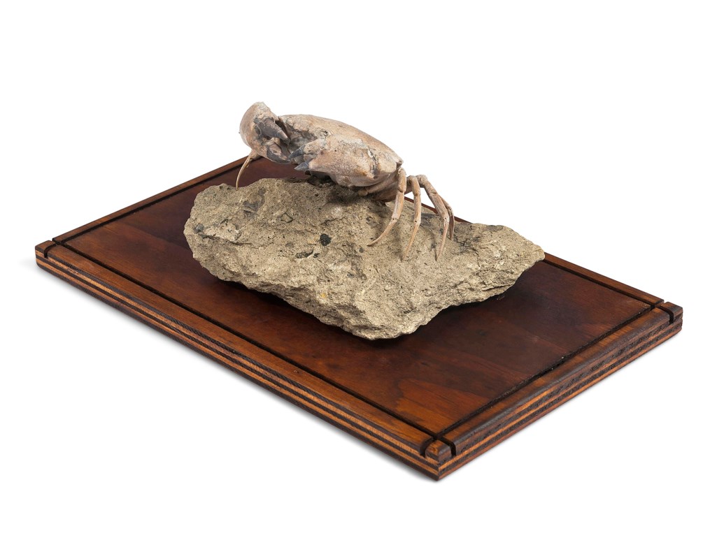 A FOSSIL CRAB, ITALY Christie’s