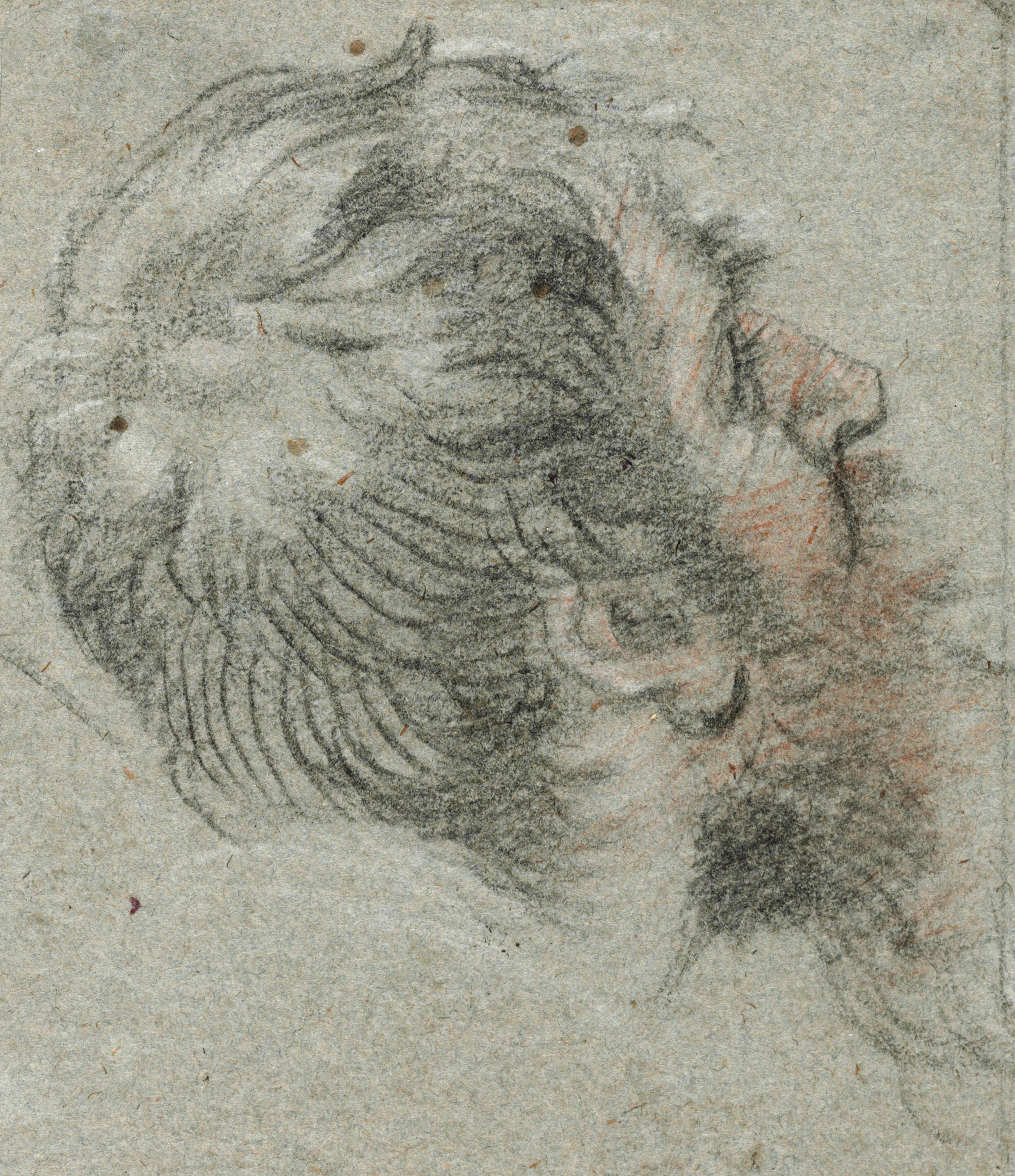 Catalog image of Two studies of a man's head looking to the right