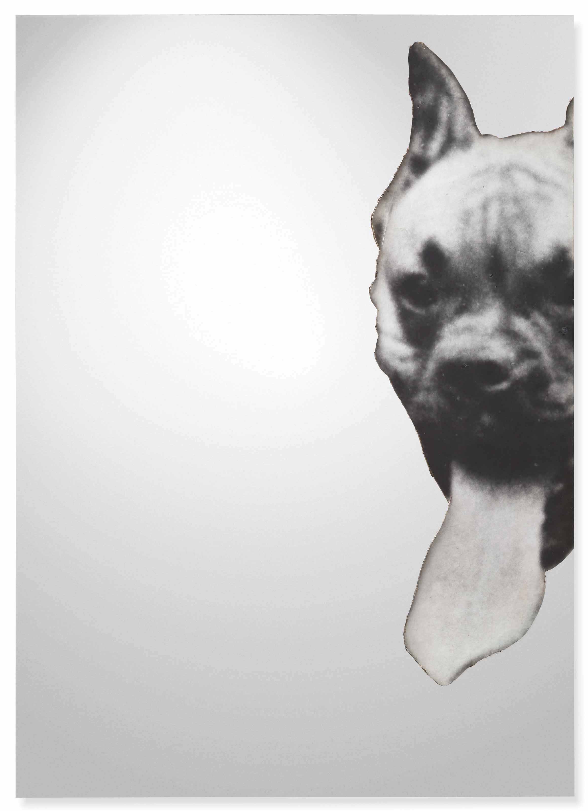 Boxer
