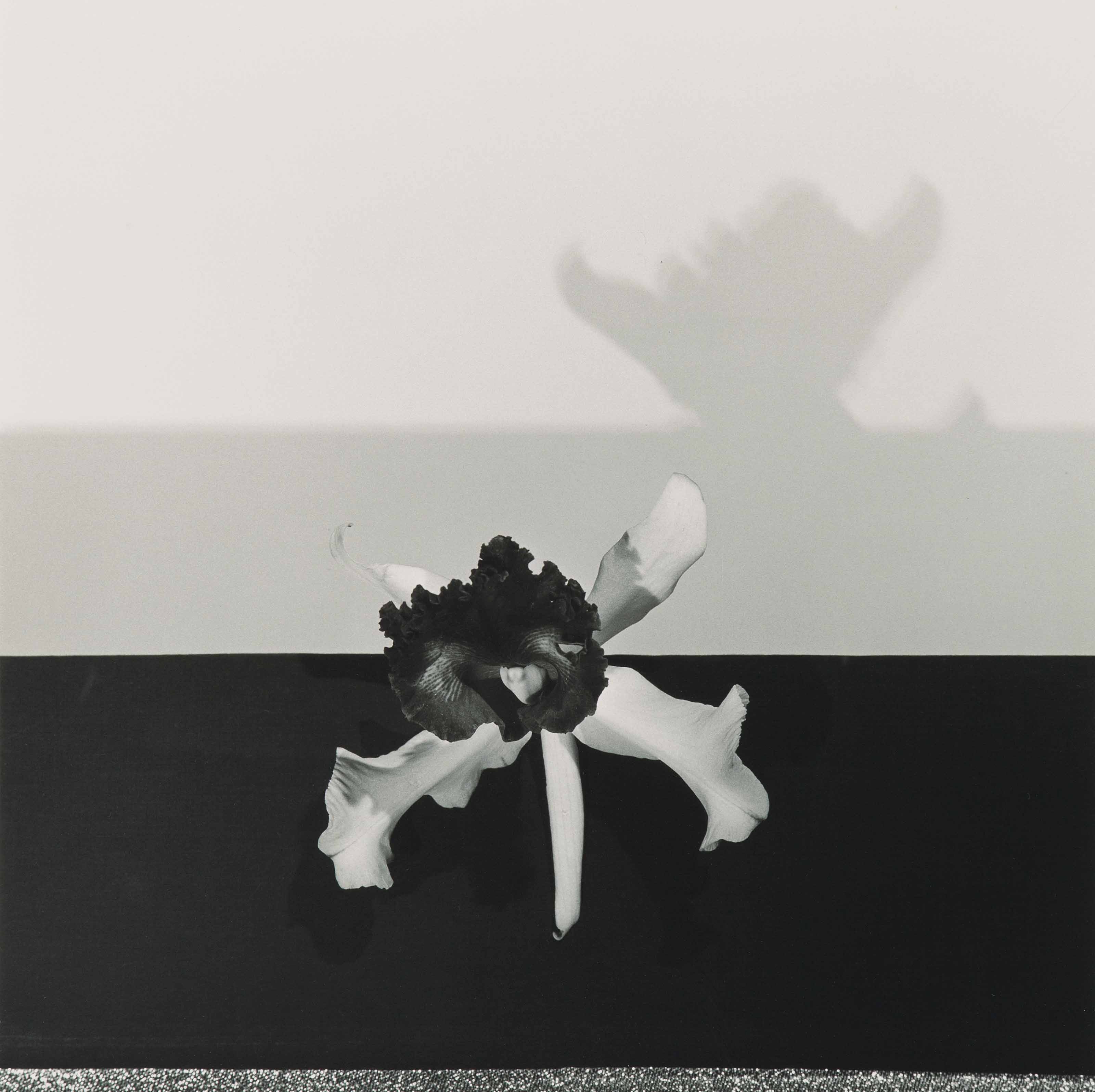 ROBERT MAPPLETHORPE (1946–1989), Z Portfolio | Christie's