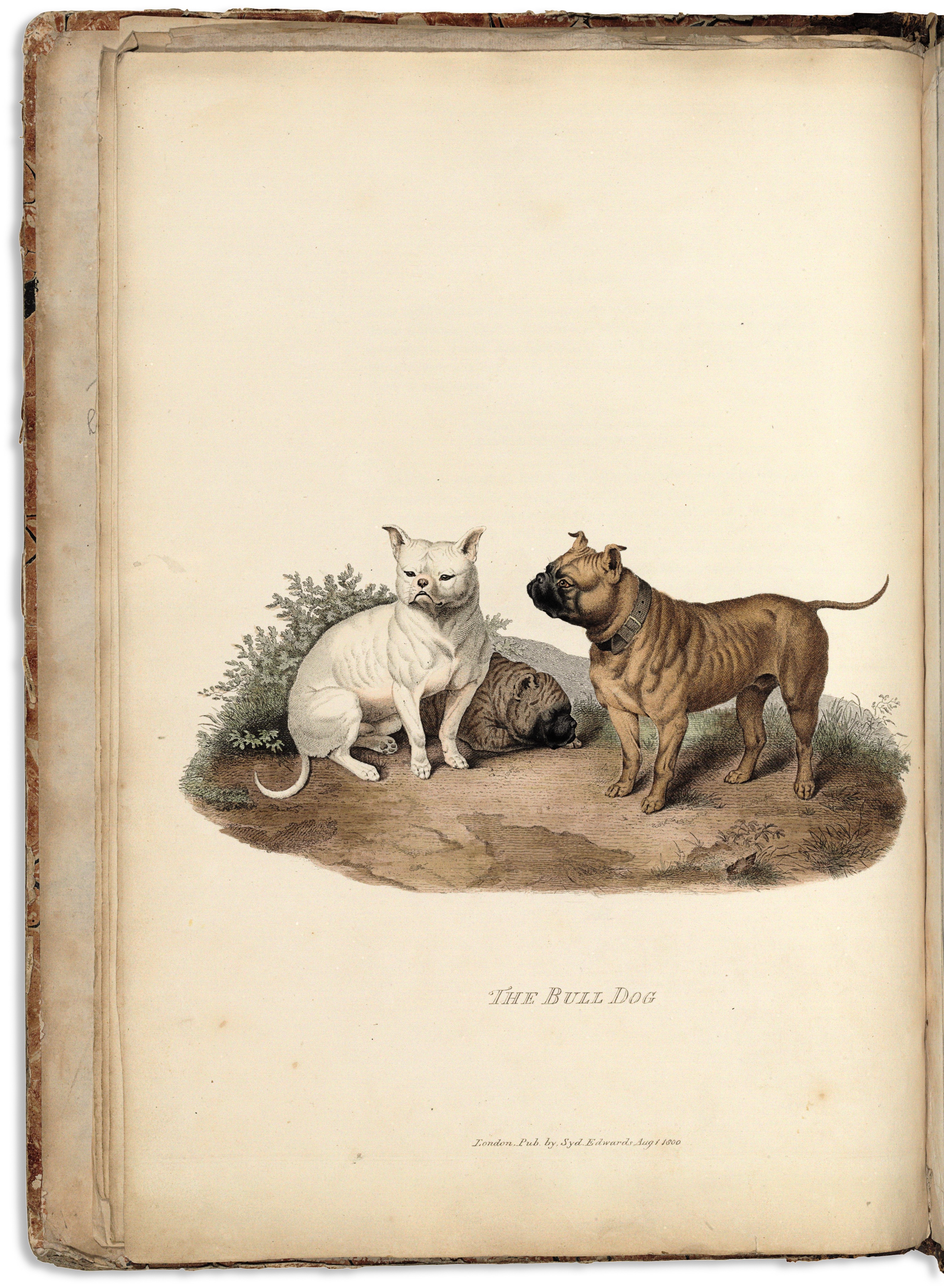 Cynographia britannica dog breeds list 2025