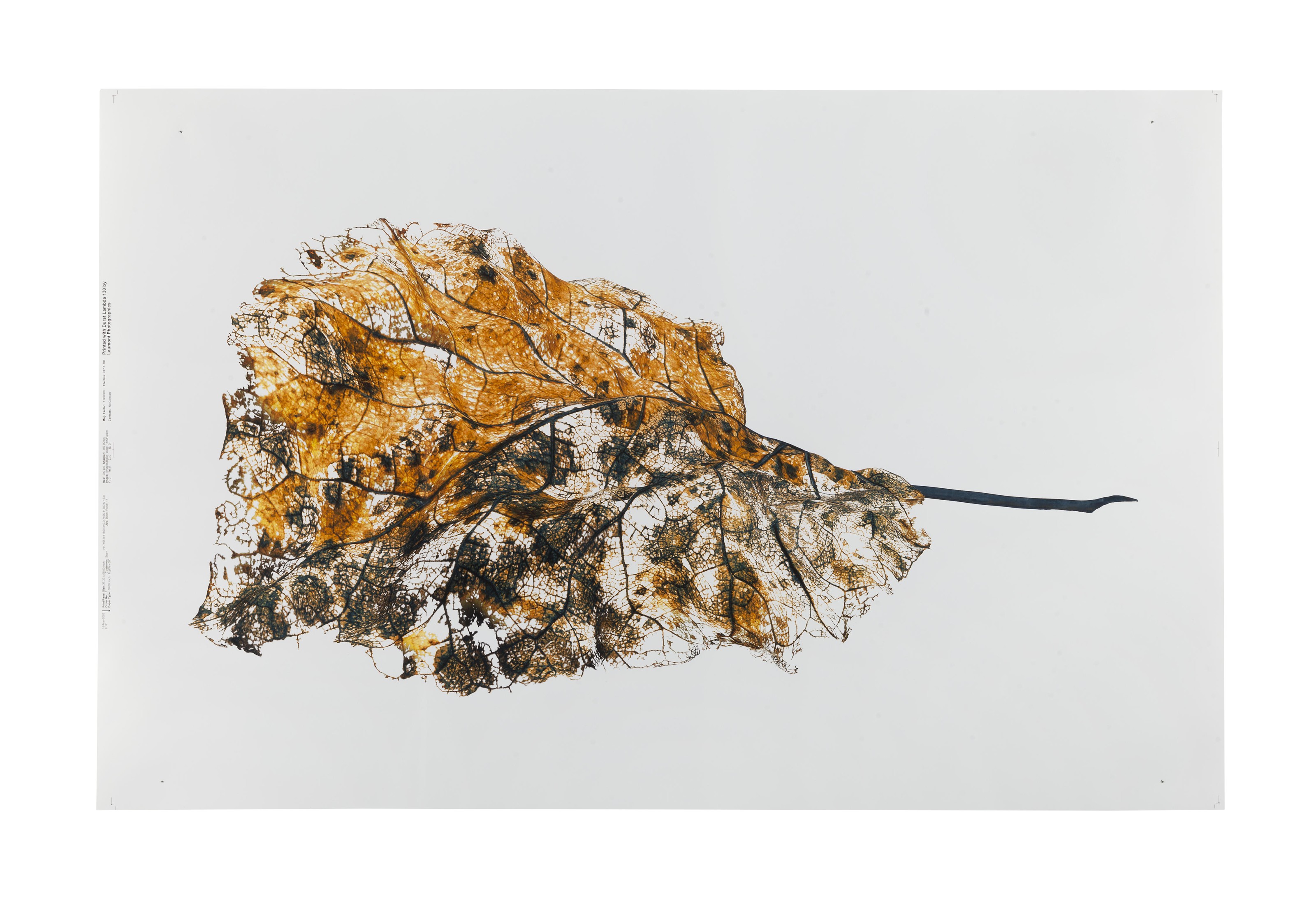 Catalog image of Black Pulse 11 (lambda)