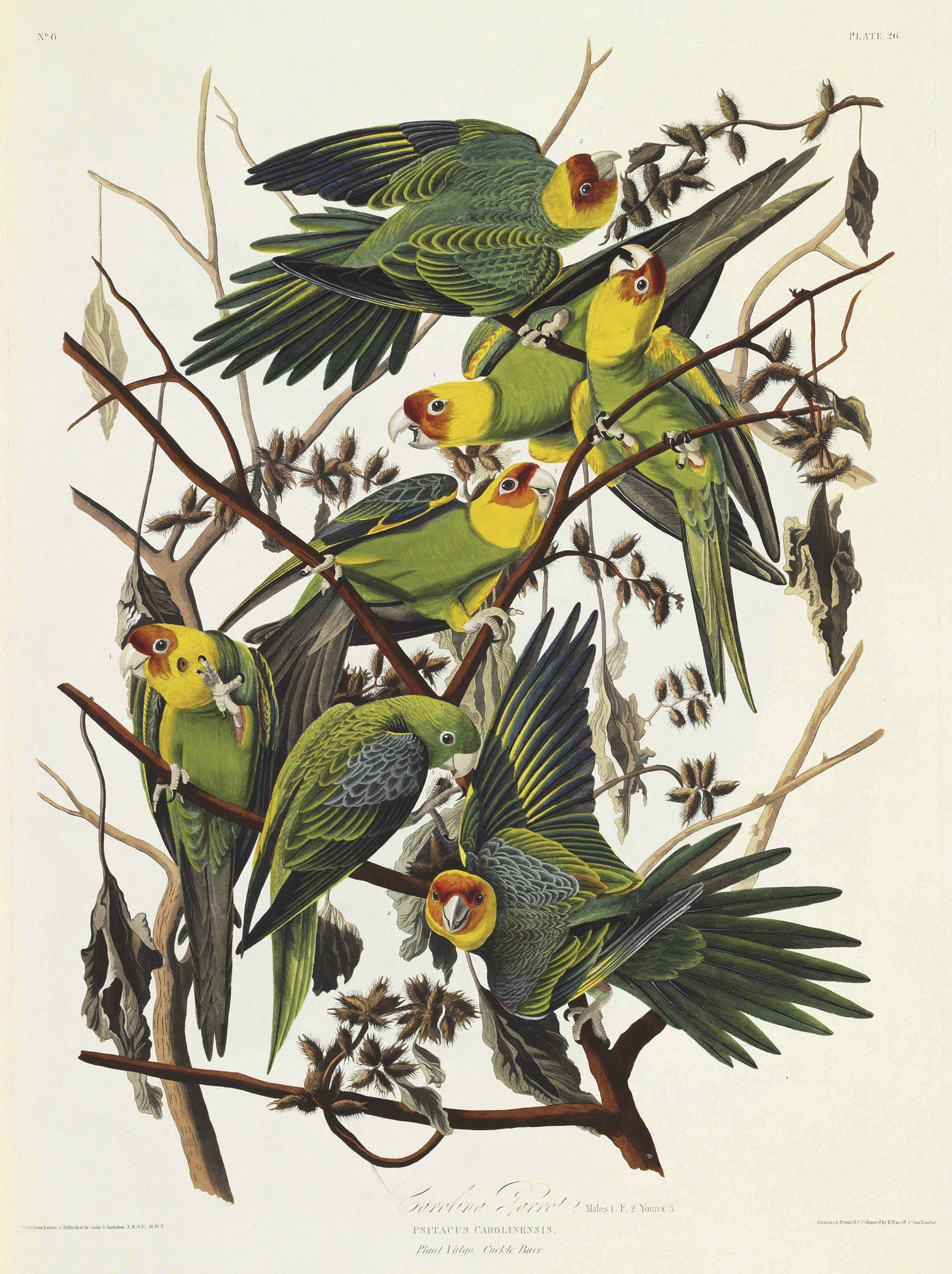 アート・デザイン・音楽 BIRDS and their World John Andrews AUDUBON, John James (1785-1851). The Birds of America; from