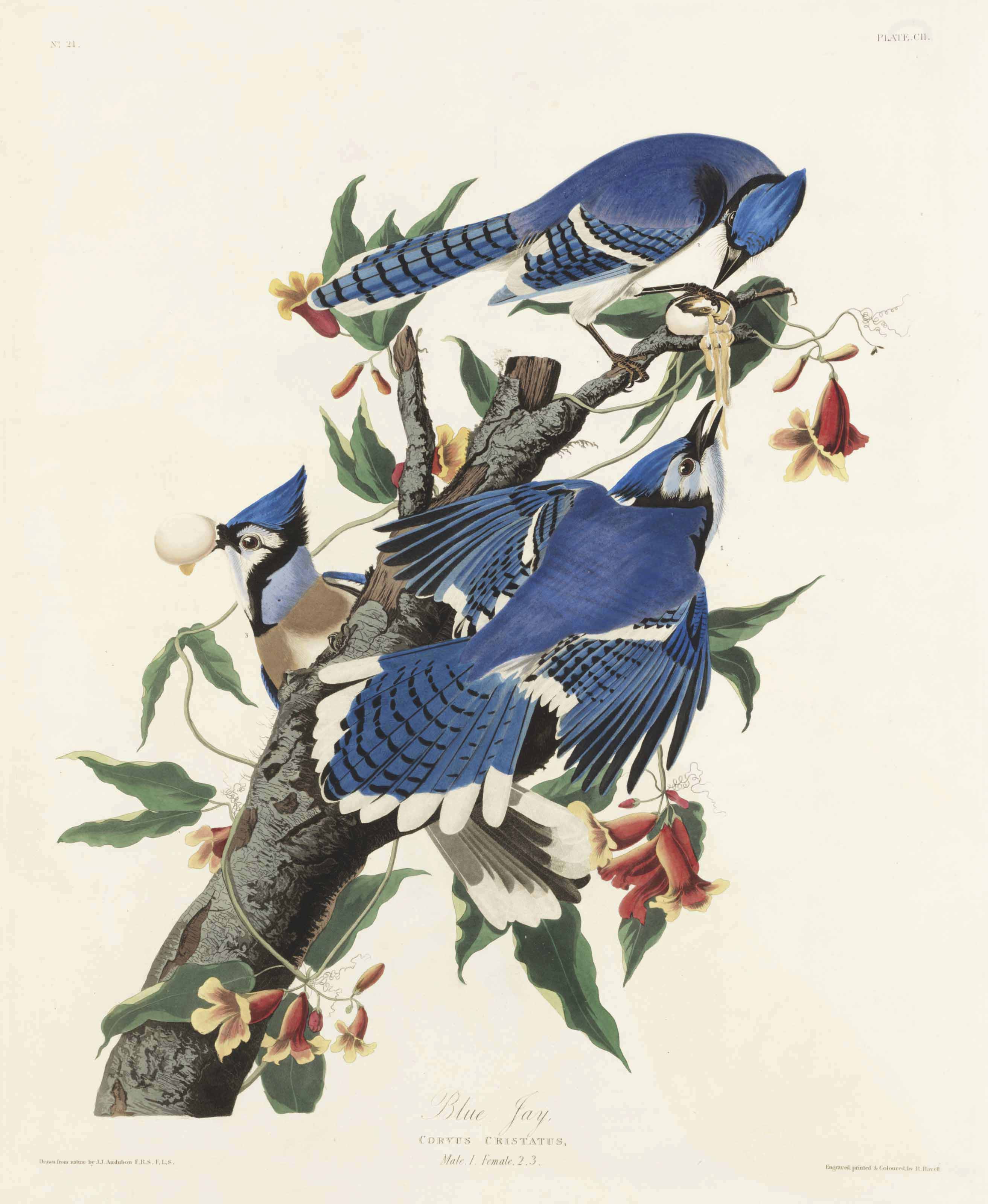 アート・デザイン・音楽 BIRDS and their World John Andrews AUDUBON, John James (1785-1851). The Birds of America; from