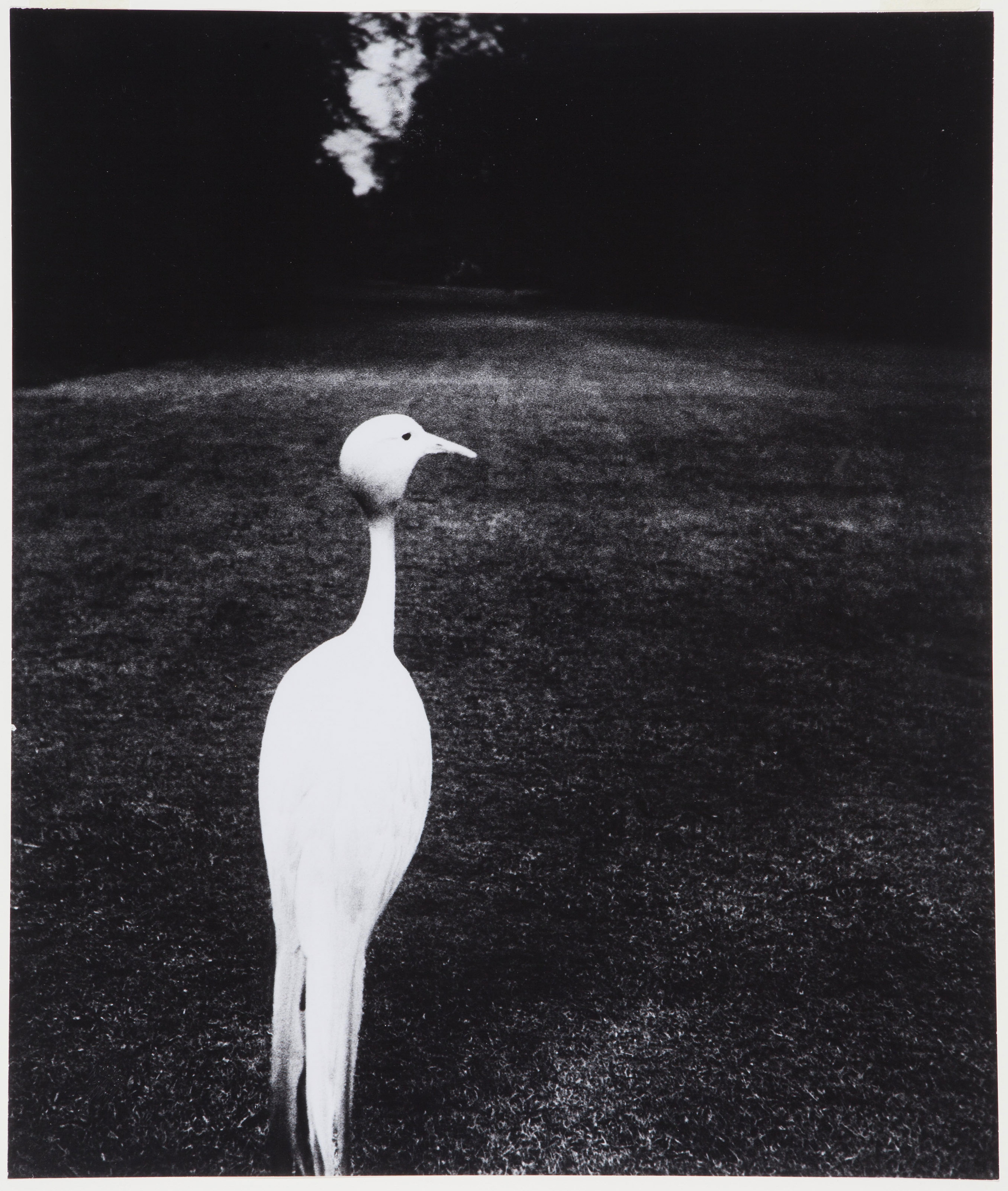 BILL BRANDT (1904–1983), Evening in Kew Gardens, London, c. 1935